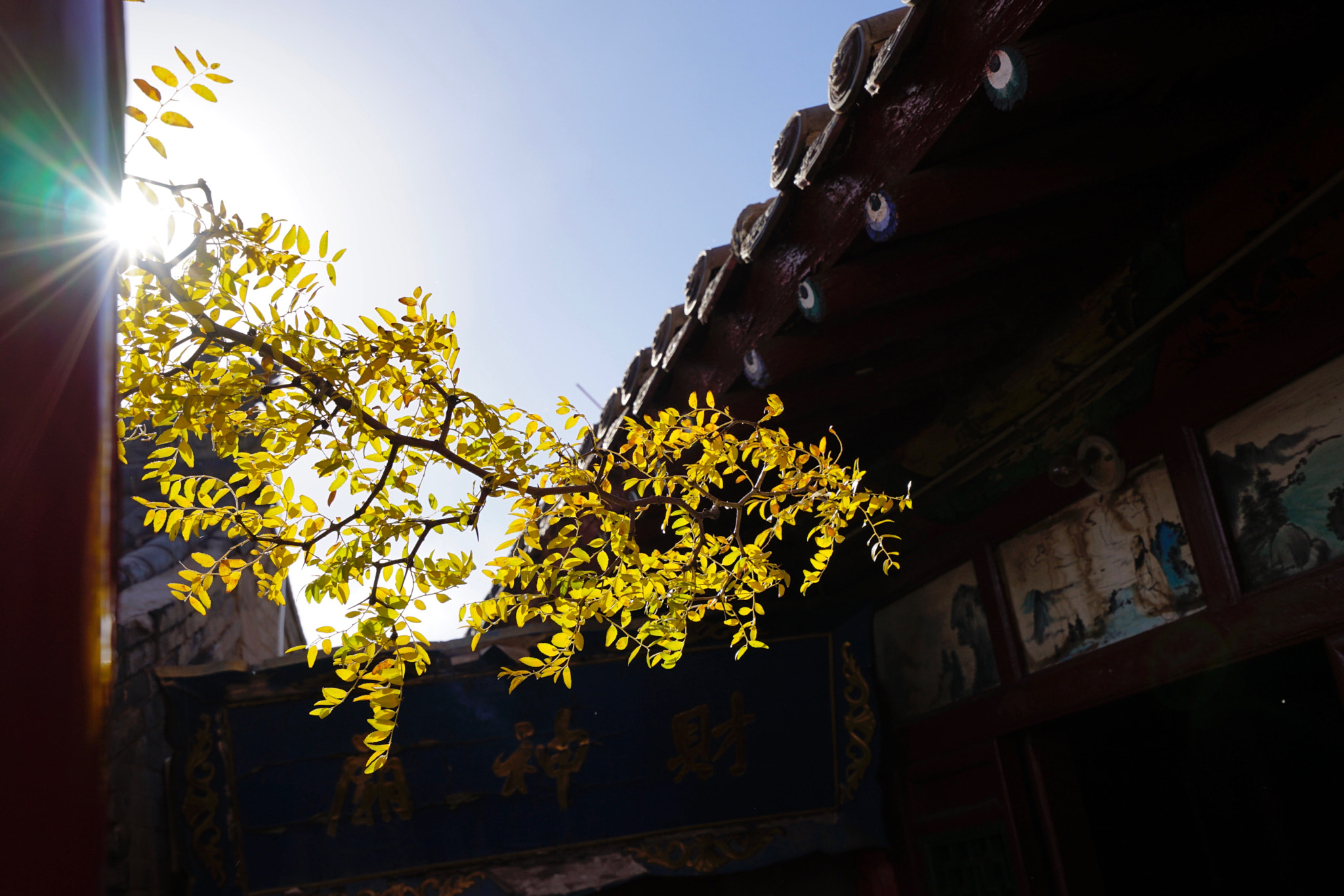 Sony a7 II + Sony Vario-Tessar T* FE 16-35mm F4 ZA OSS sample photo. 秋日暖陽 photography