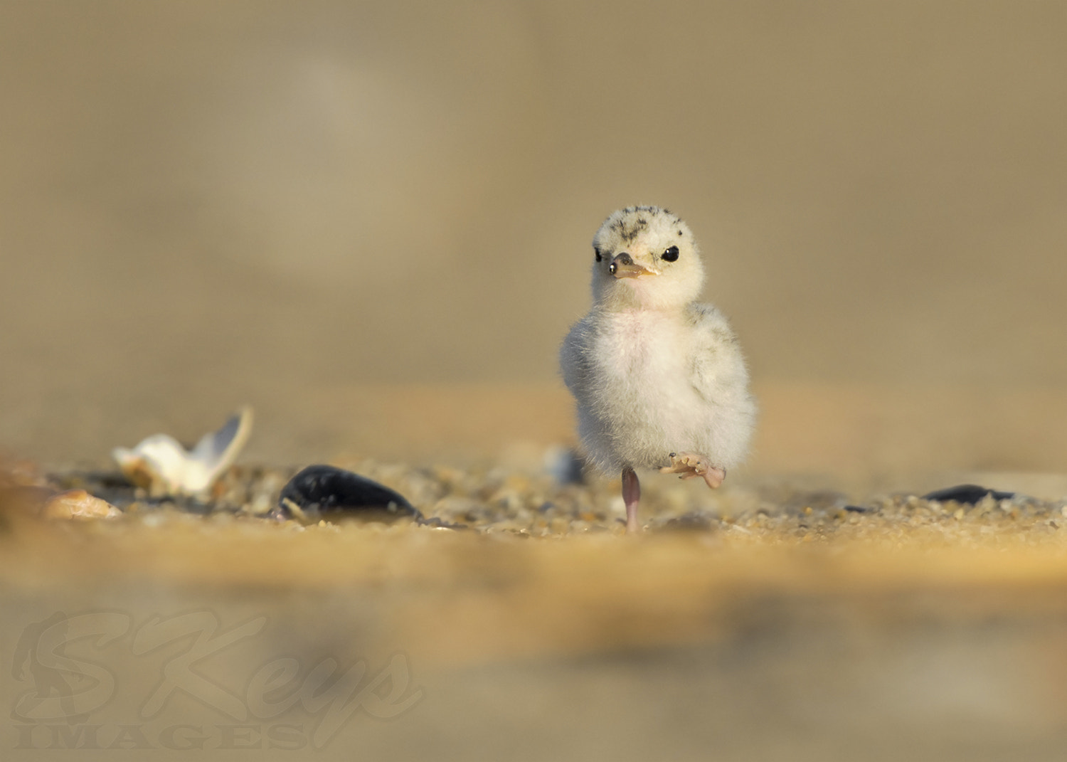 Sigma 500mm F4.5 EX DG HSM sample photo. Little marcher (least tern chick) photography