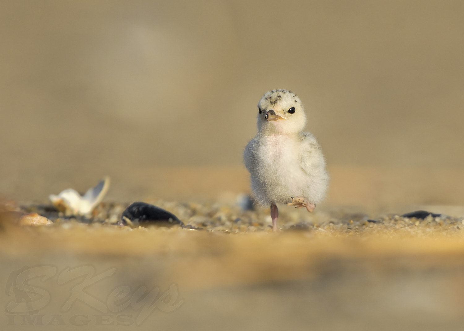 Nikon D7200 + Sigma 500mm F4.5 EX DG HSM sample photo. Little marcher (least tern chick) photography