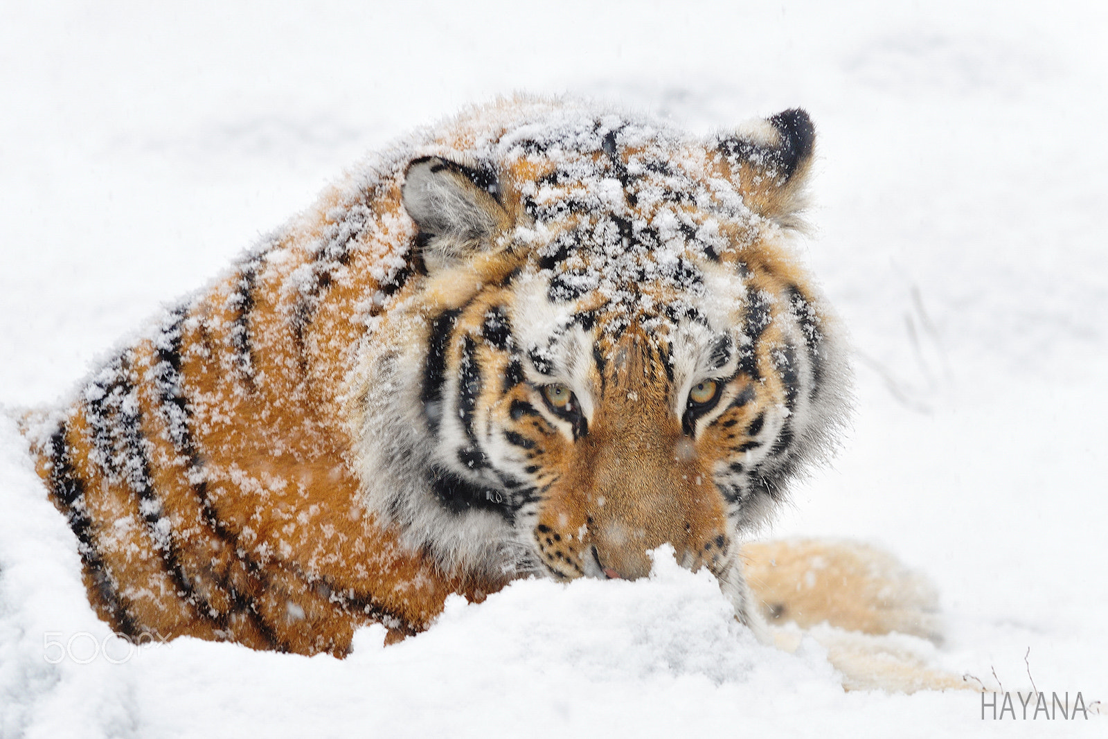 Nikon D3S sample photo. Winter of tiger photography