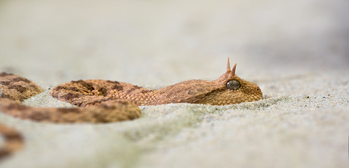 Sigma 150mm F2.8 EX DG Macro HSM sample photo. Horned viper photography