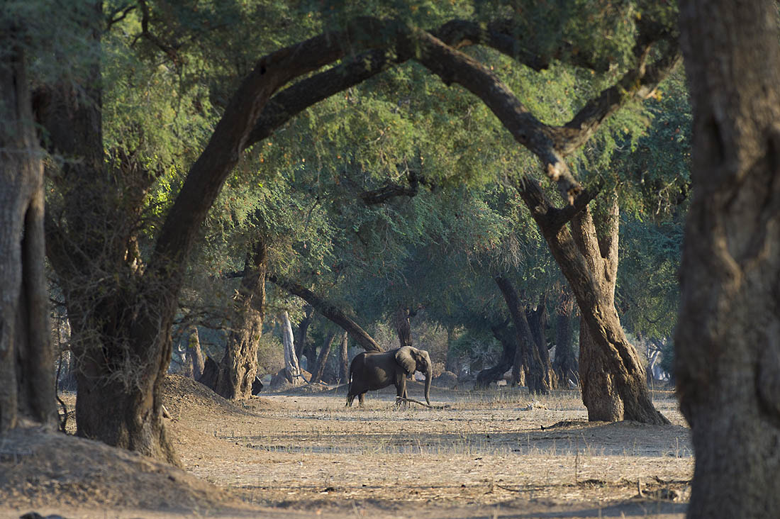 Nikon AF-S Nikkor 300mm F2.8G ED VR II sample photo. The tunnel mana pools national park photography