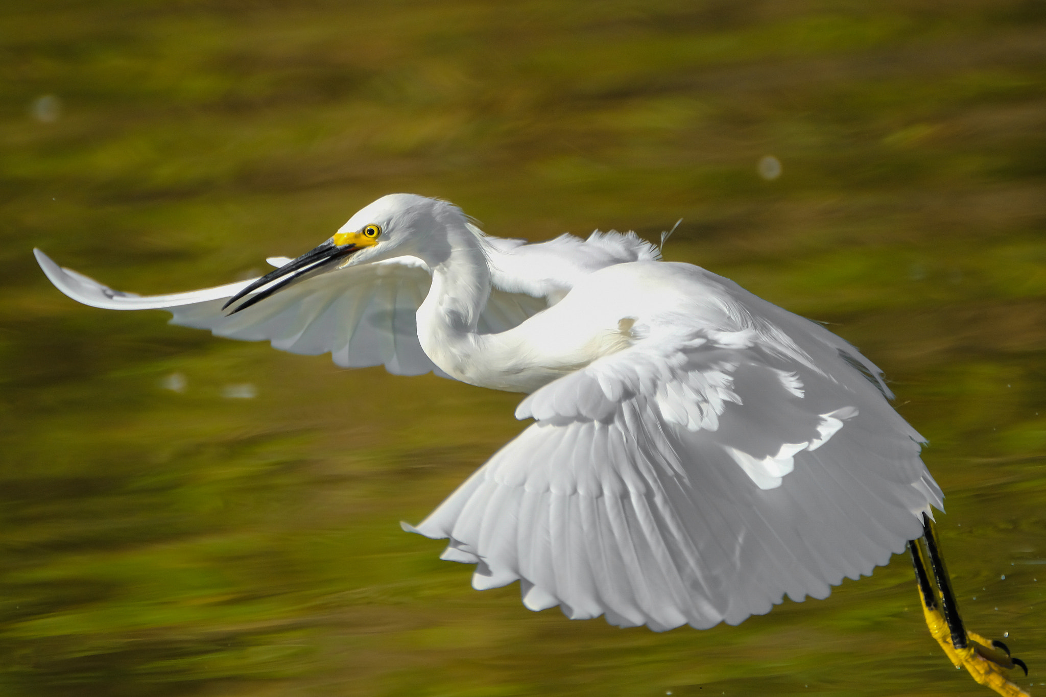 XF100-400mmF4.5-5.6 R LM OIS WR + 1.4x sample photo. Snowy egret photography