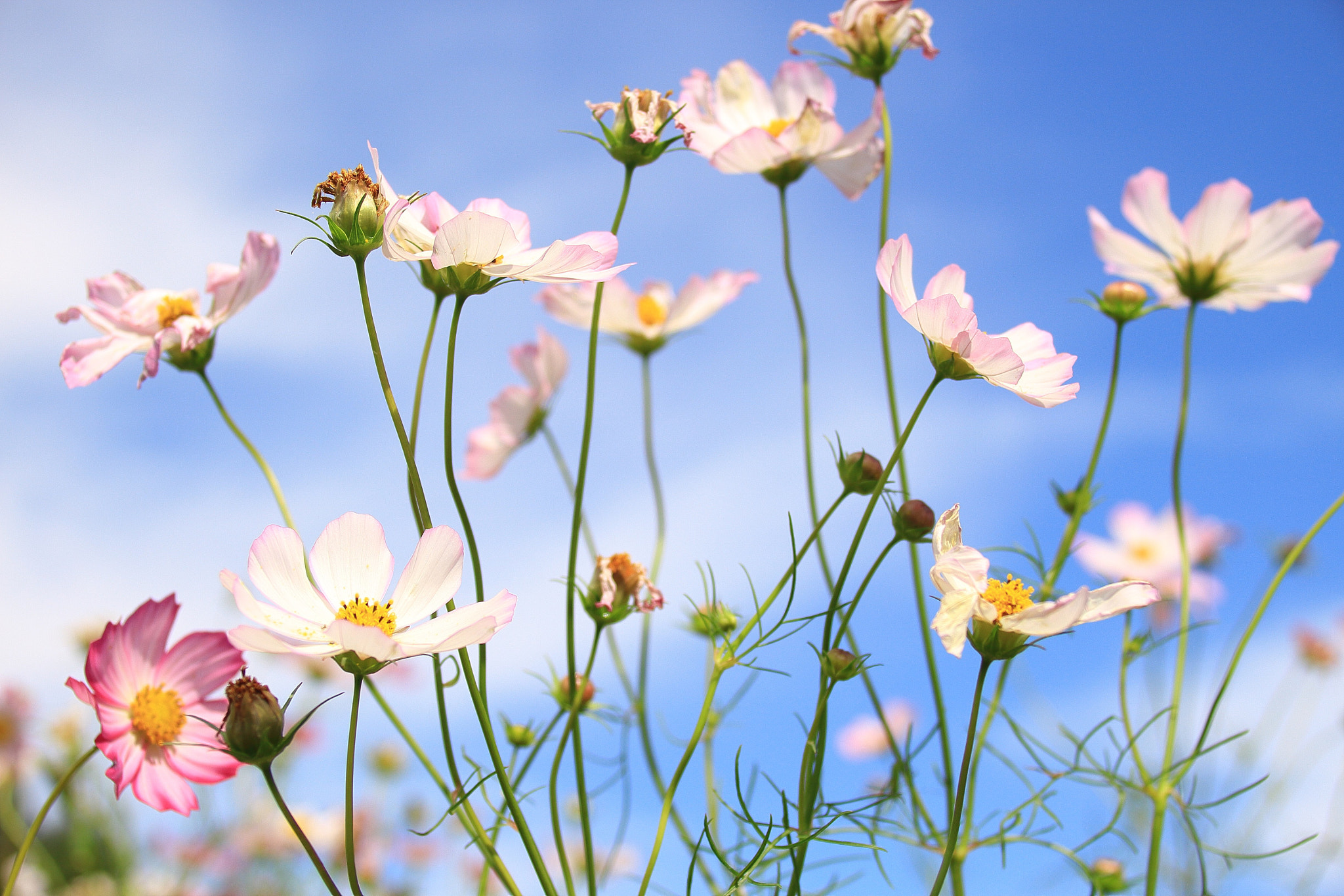 Canon EF 75-300mm F4.0-5.6 IS USM sample photo