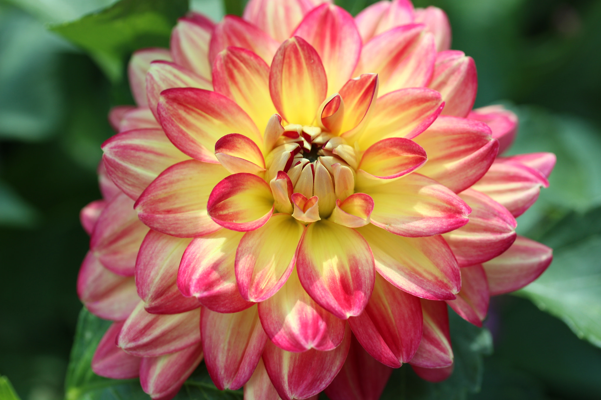 Canon EF-S 60mm F2.8 Macro USM sample photo