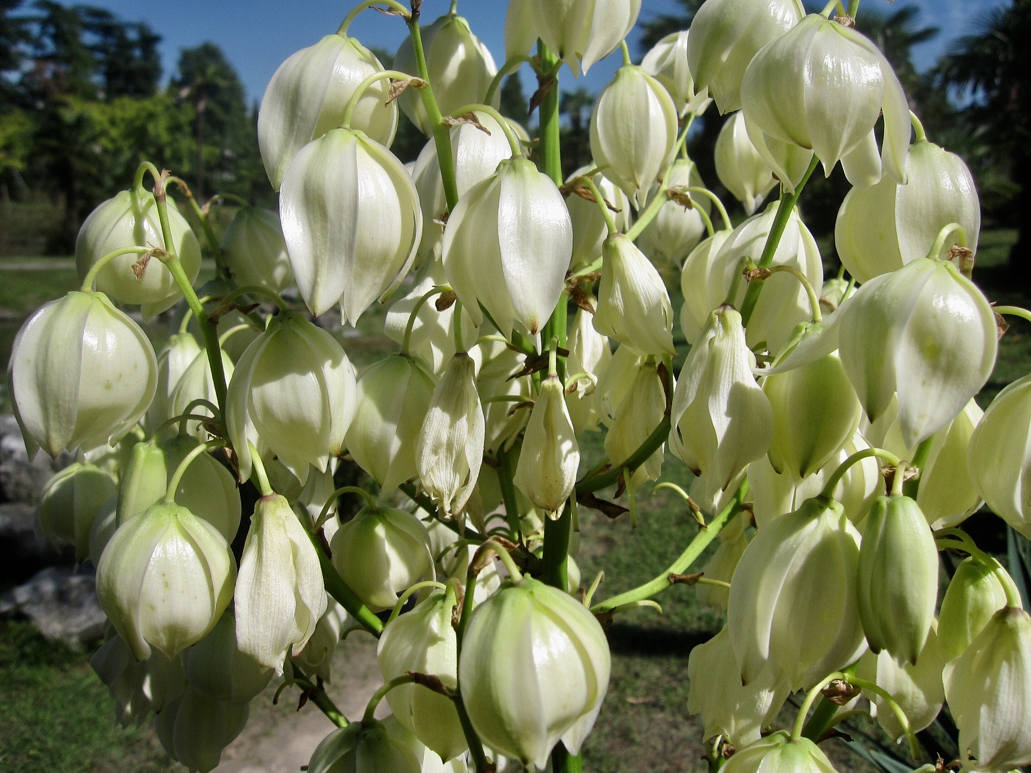 Canon PowerShot SD880 IS (Digital IXUS 870 IS / IXY Digital 920 IS) sample photo. Yucca 丝兰 photography