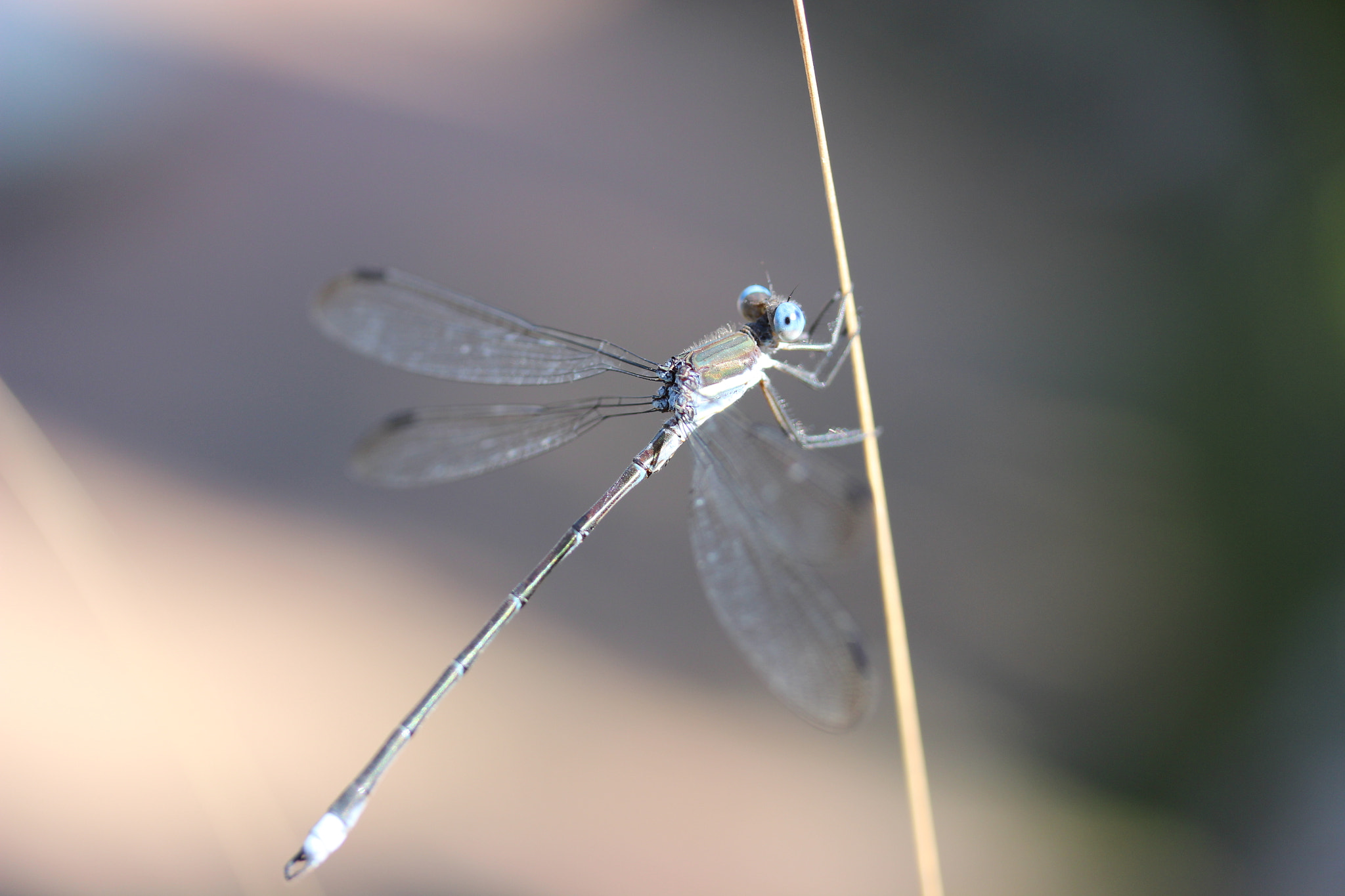Canon EF-S 60mm F2.8 Macro USM sample photo. Dragonfly photography