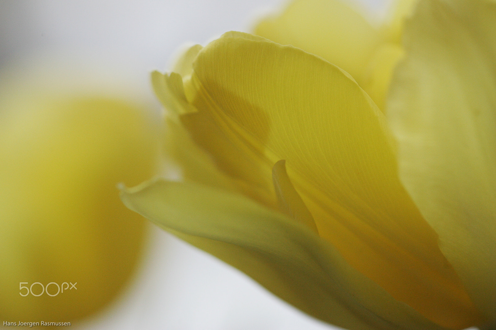 Tamron SP AF 90mm F2.8 Di Macro sample photo. Yellow tulips 1 photography