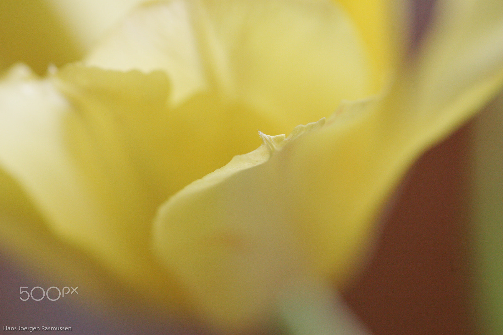 Tamron SP AF 90mm F2.8 Di Macro sample photo. Yellow tulips 2 photography