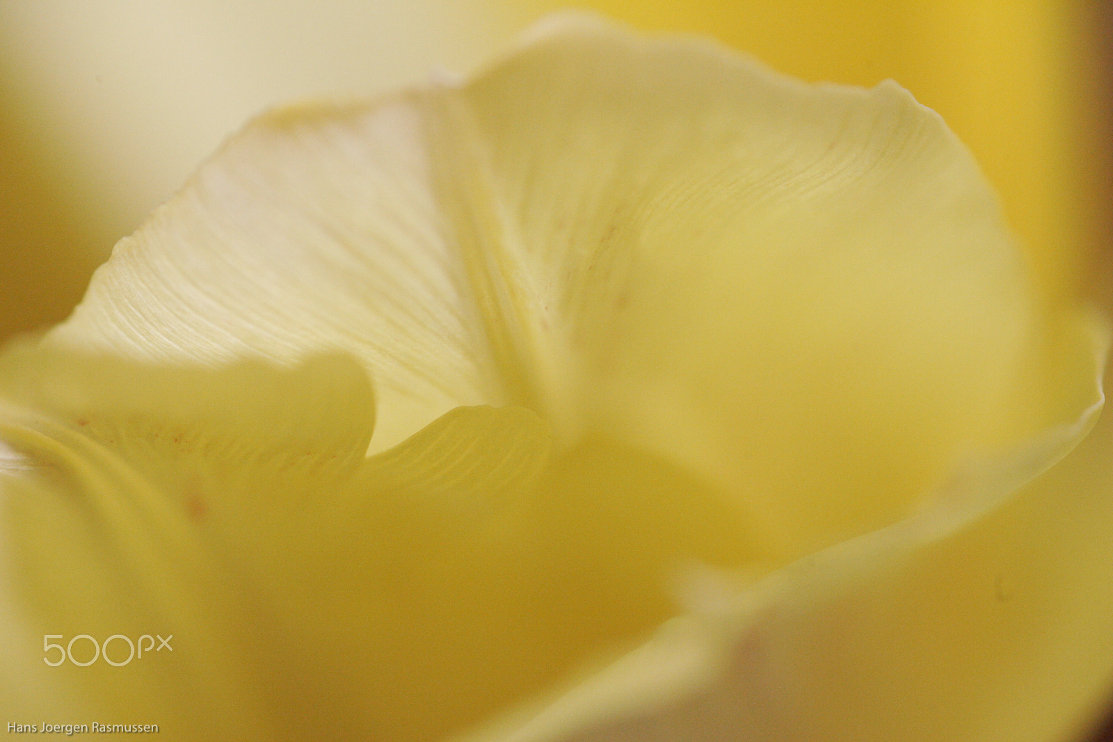 Tamron SP AF 90mm F2.8 Di Macro sample photo. Yellow tulips 3 photography