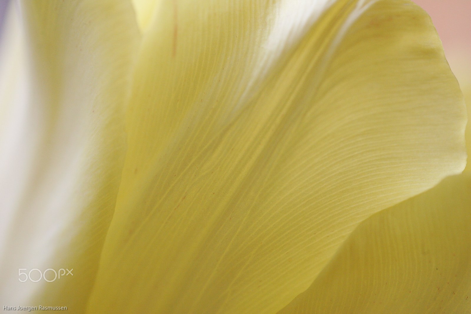 Tamron SP AF 90mm F2.8 Di Macro sample photo. Yellow tulips 4 photography