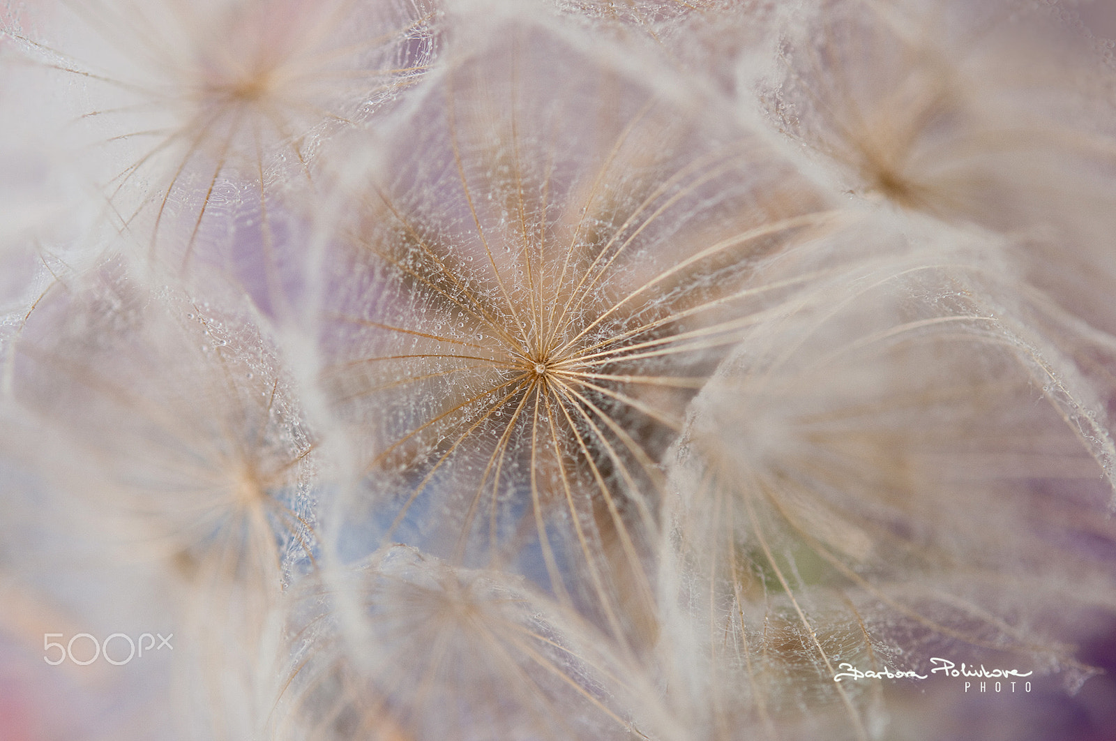 Nikon AF-S Micro-Nikkor 60mm F2.8G ED sample photo. On the pillow photography