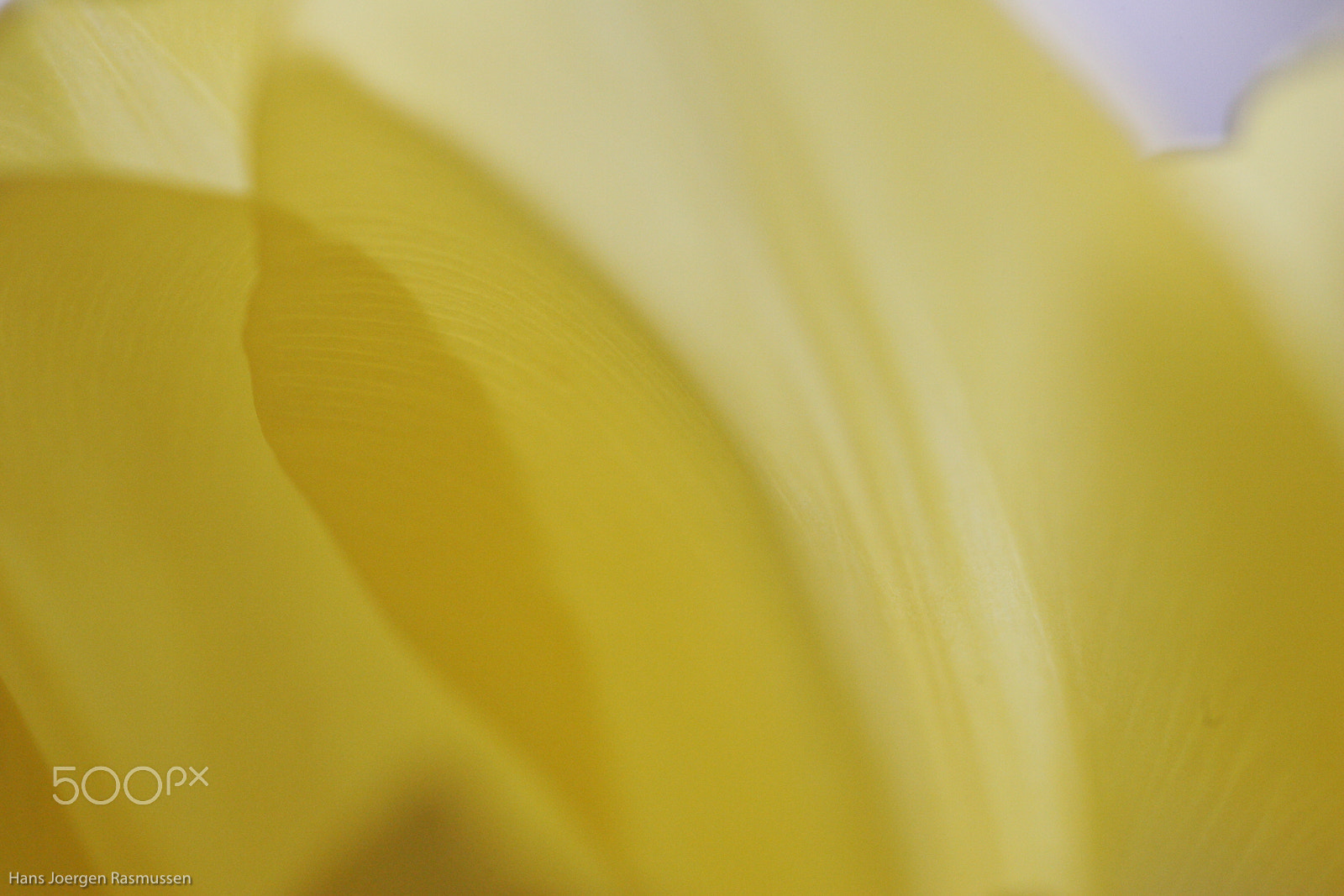 Tamron SP AF 90mm F2.8 Di Macro sample photo. Yellow tulips 5 photography