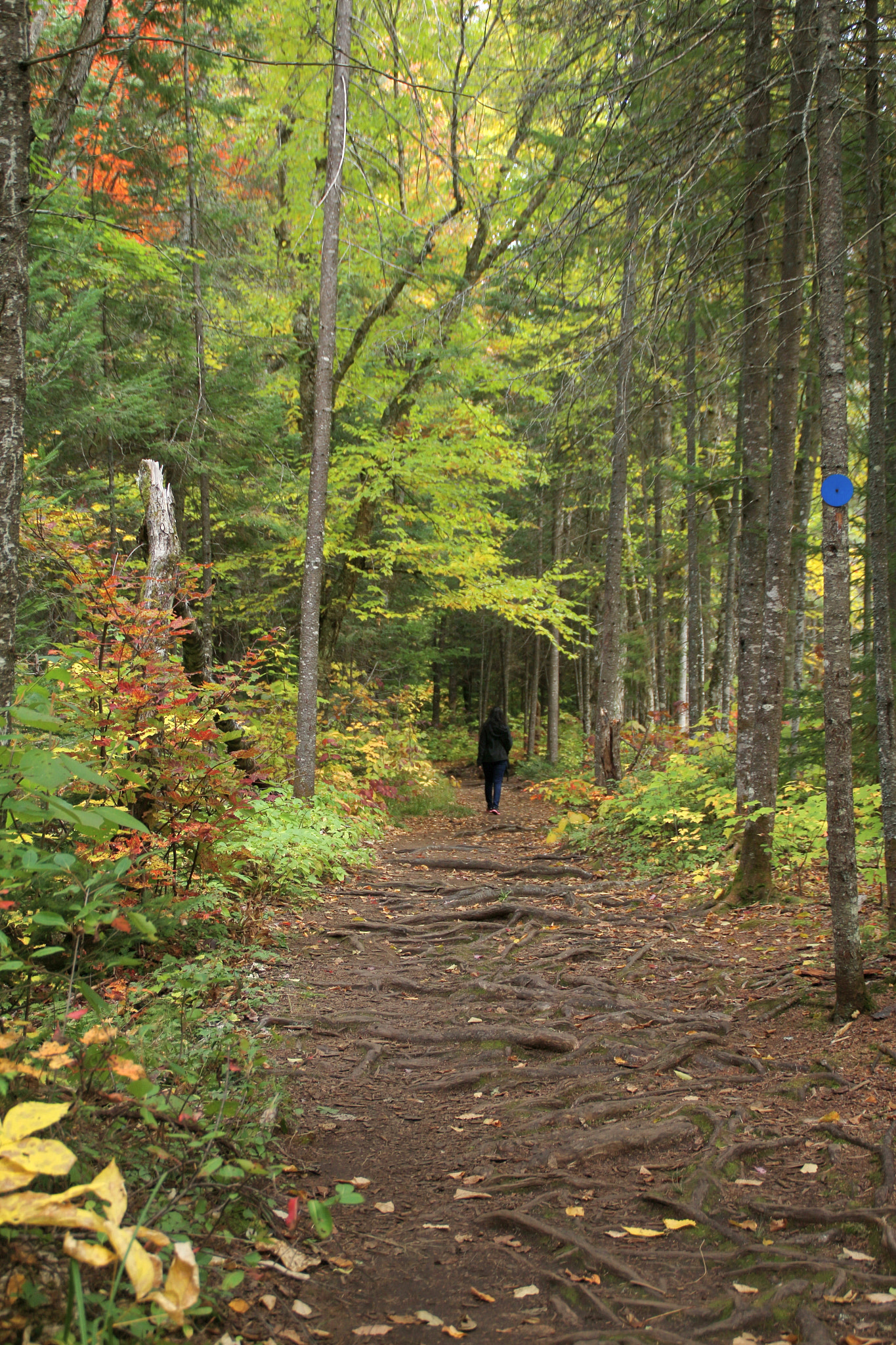Canon EOS 650D (EOS Rebel T4i / EOS Kiss X6i) sample photo. Walk alone photography