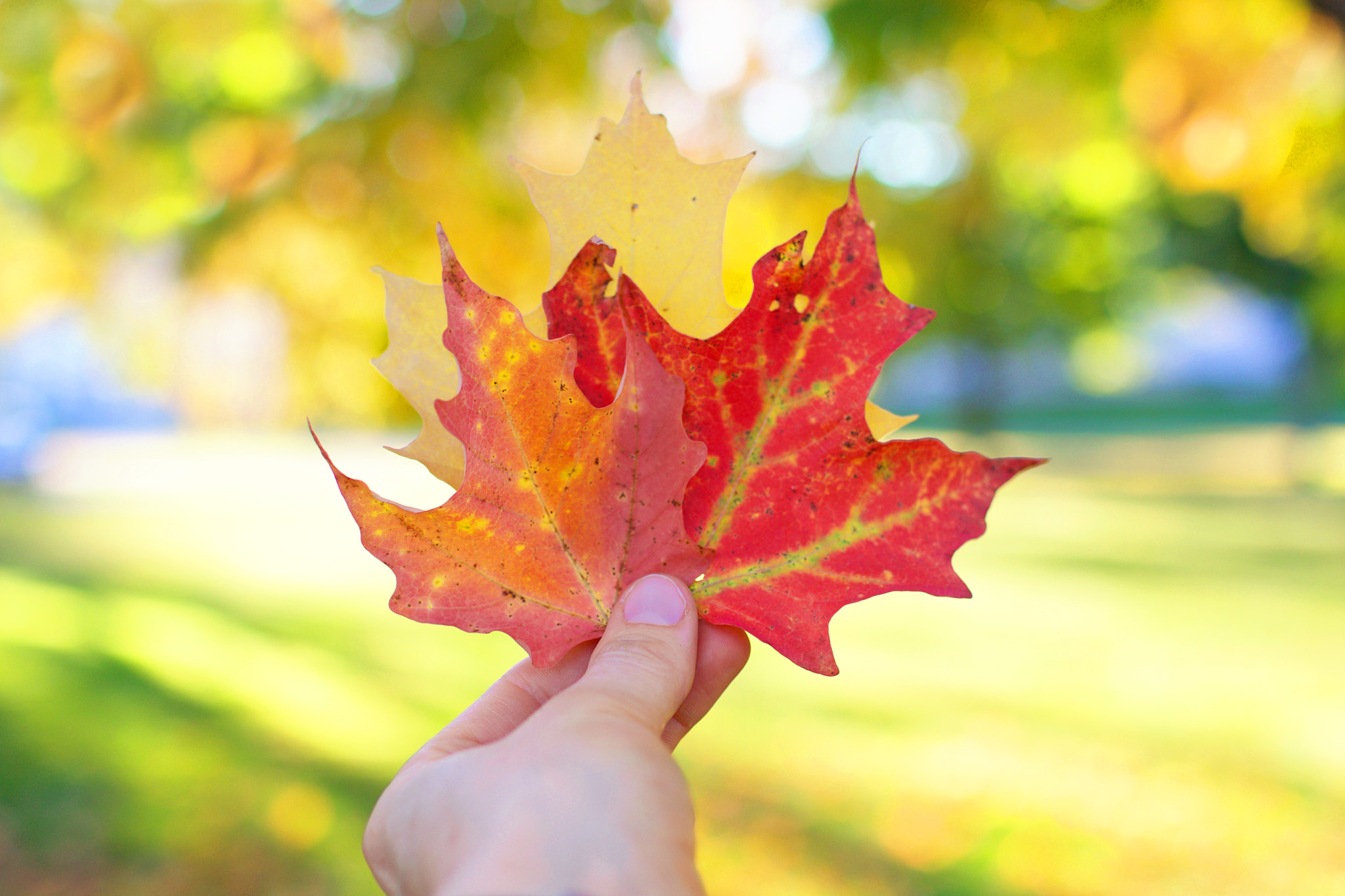 Canon EOS 70D + Canon EF 35mm F1.4L USM sample photo. Collecting beautiful autumn leaves. photography