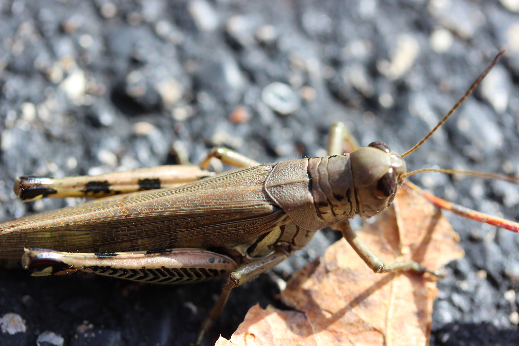 Canon EF-S 60mm F2.8 Macro USM sample photo. Grasshopper photography