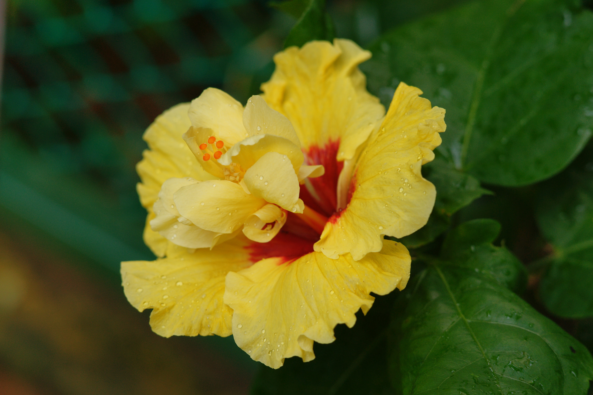 Sony Alpha DSLR-A850 + Sony 85mm F2.8 SAM sample photo. Yellow hibiscus photography