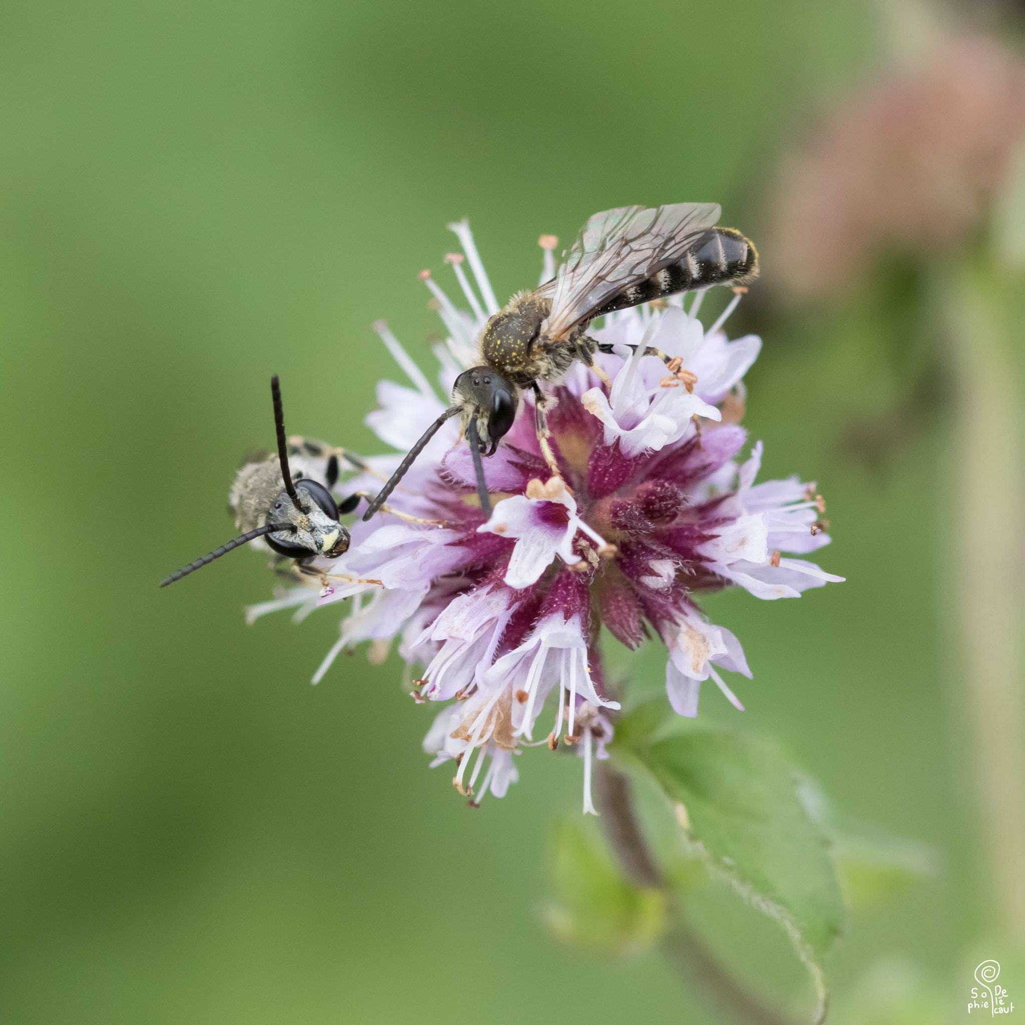 Sigma 105mm F2.8 EX DG OS HSM sample photo. Sa photography