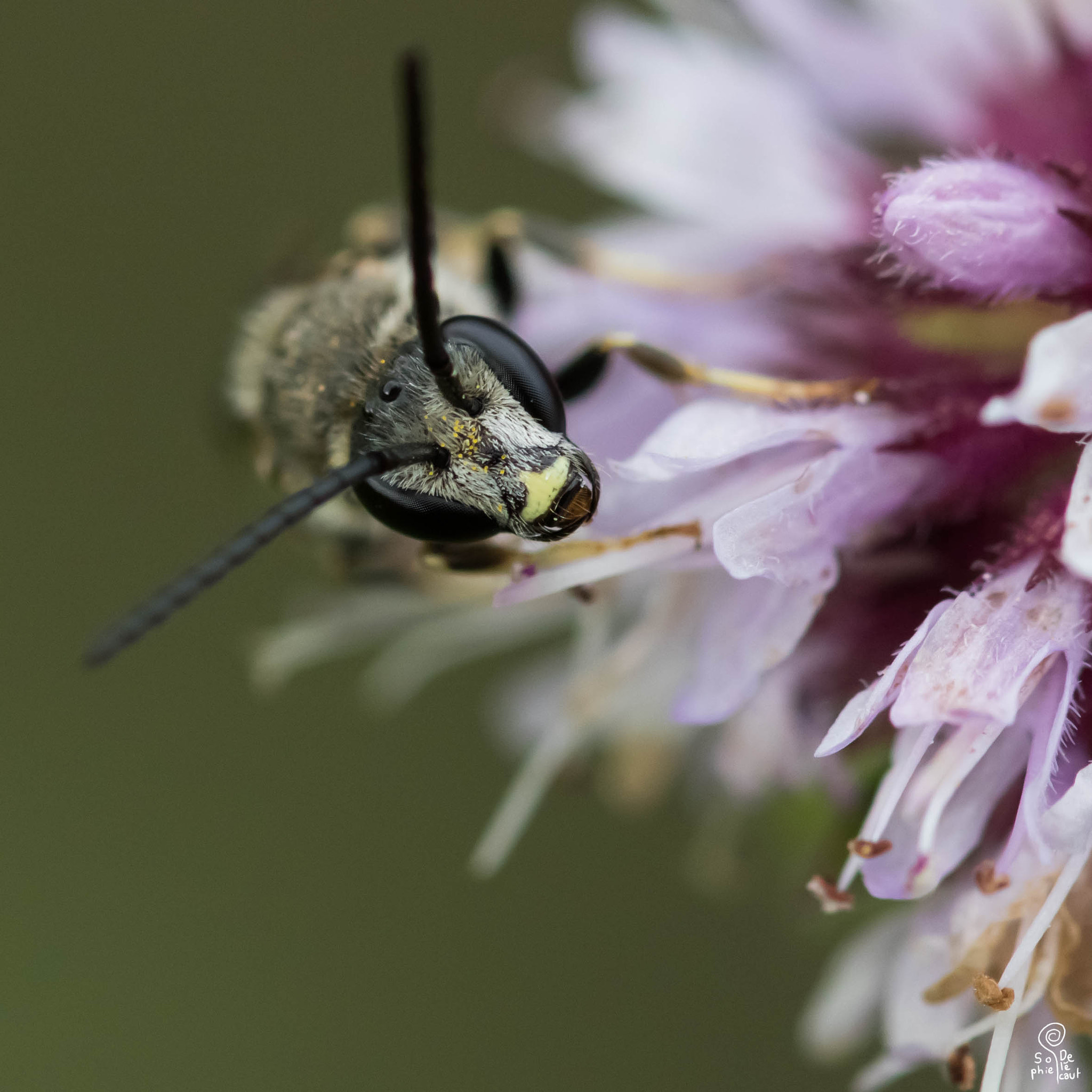 Sigma 105mm F2.8 EX DG OS HSM sample photo. Sa photography
