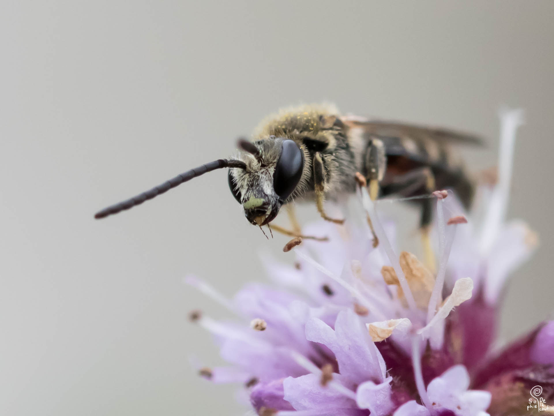 Sigma 105mm F2.8 EX DG OS HSM sample photo. Sa photography