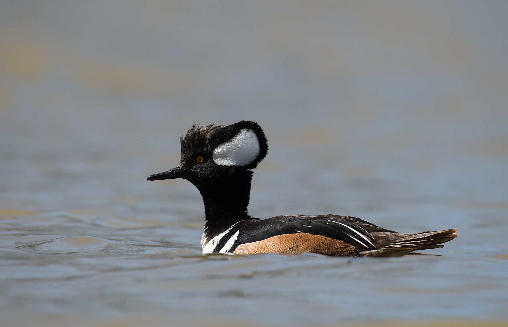 Nikon AF-S Nikkor 800mm F5.6E FL ED VR sample photo. Harle couronne - lophodytes cucullatus - hooded merganser photography