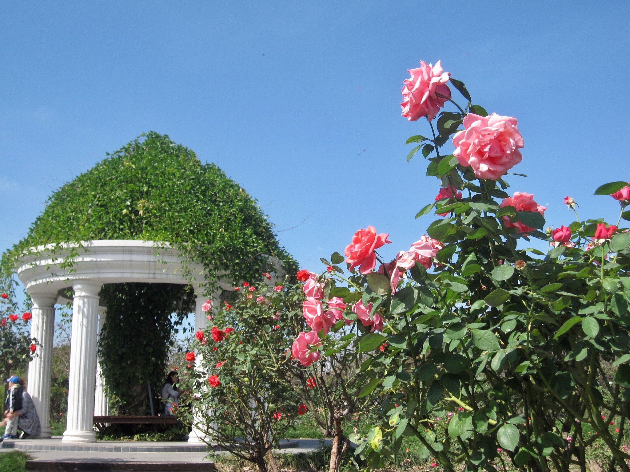 Canon PowerShot SD880 IS (Digital IXUS 870 IS / IXY Digital 920 IS) sample photo. China rose 月季花 photography