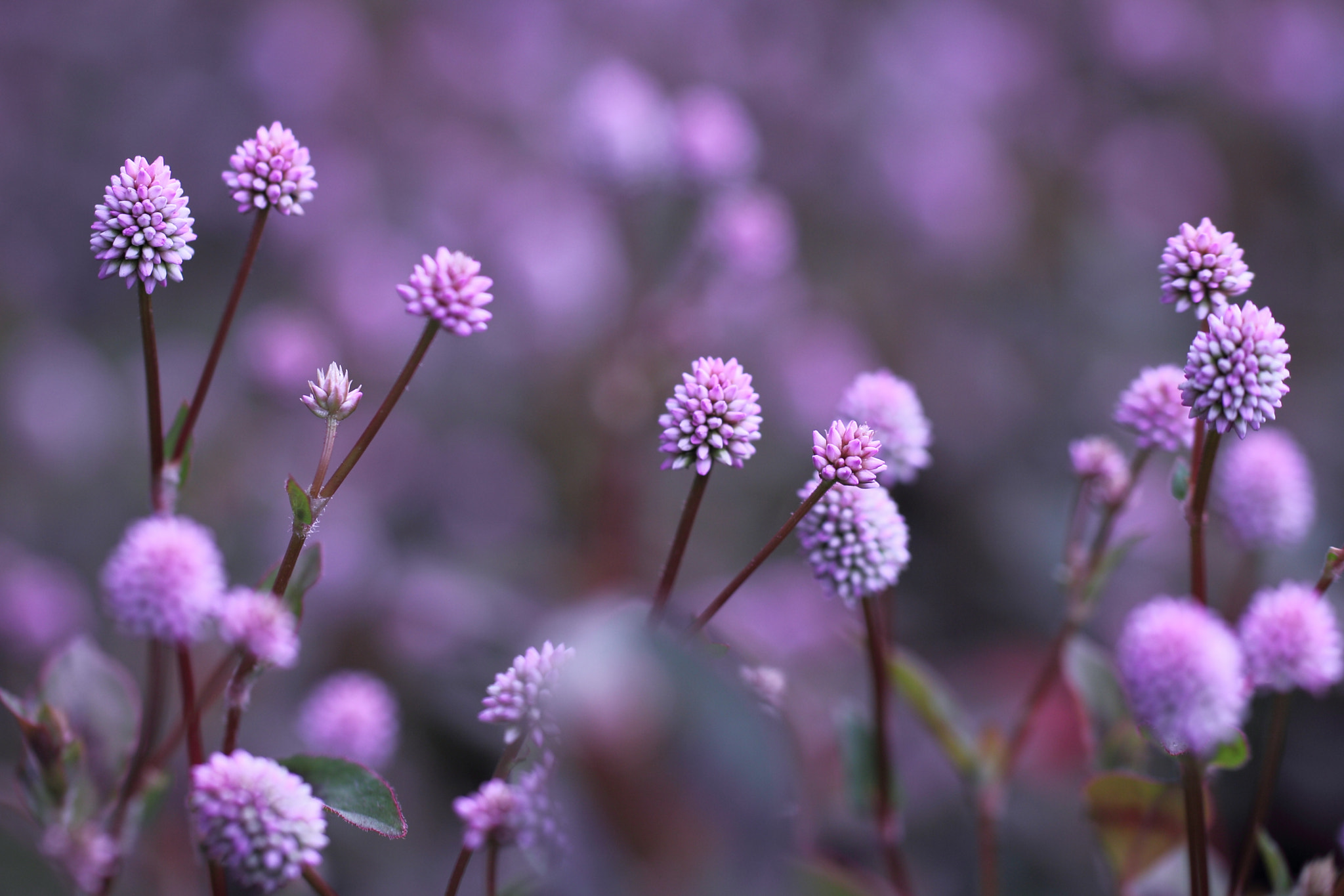 Tamron SP AF 60mm F2 Di II LD IF Macro sample photo. My little lover photography