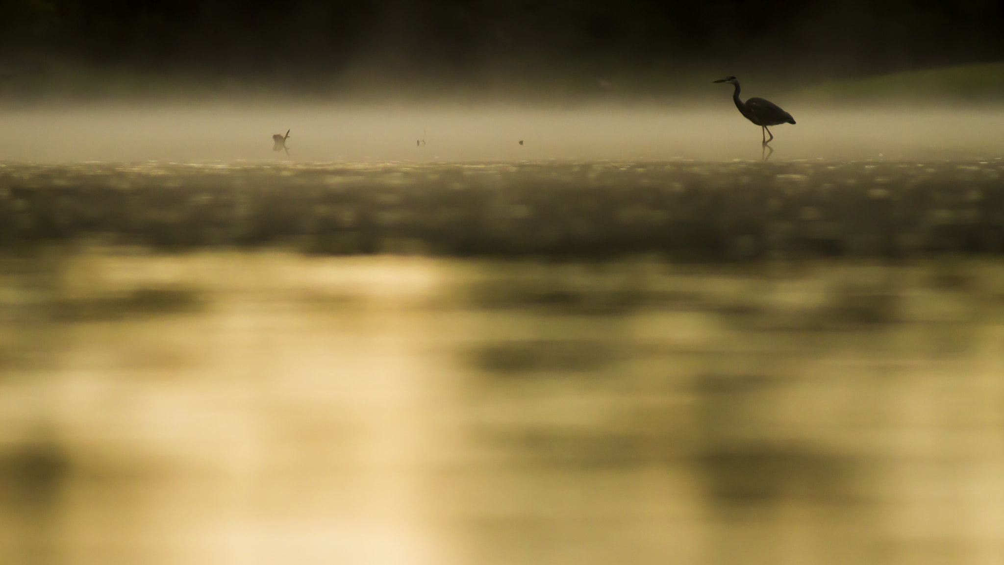 Canon EOS 7D + Canon EF 300mm f/4L sample photo. Lonely photography