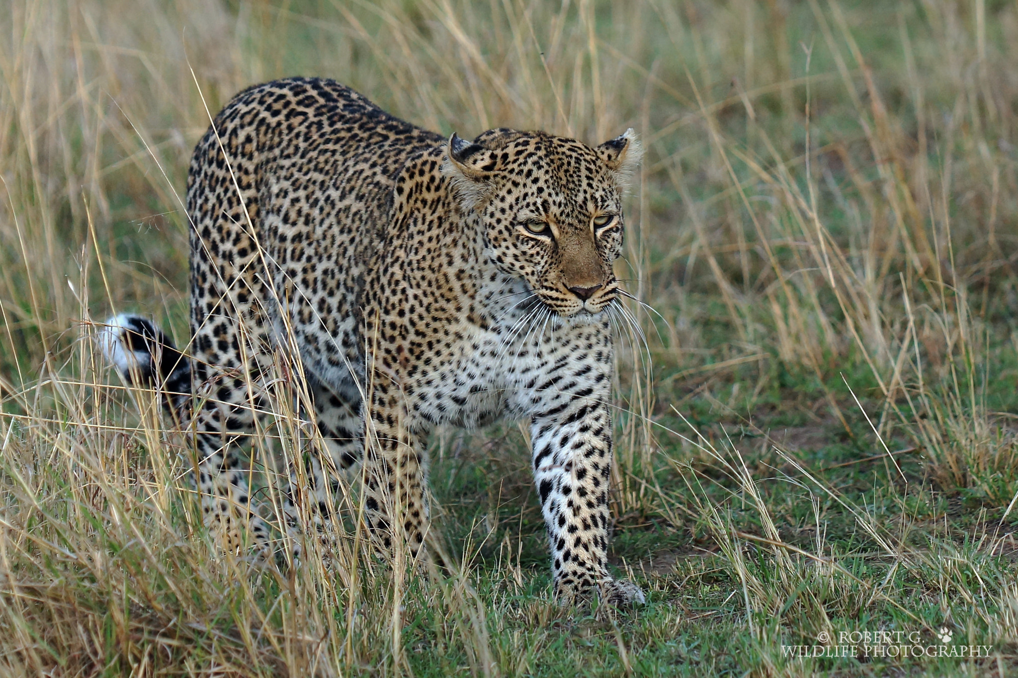 Sony SLT-A77 sample photo. Leopard in masai mara ii  2016 photography
