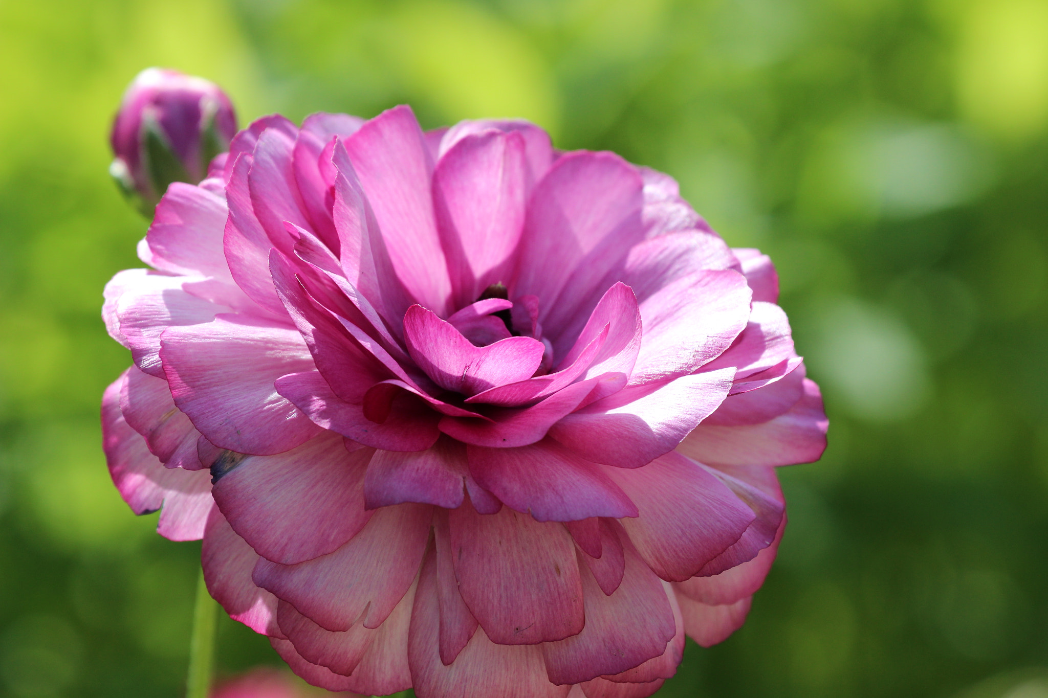 Canon EF 70-300mm F4-5.6L IS USM sample photo