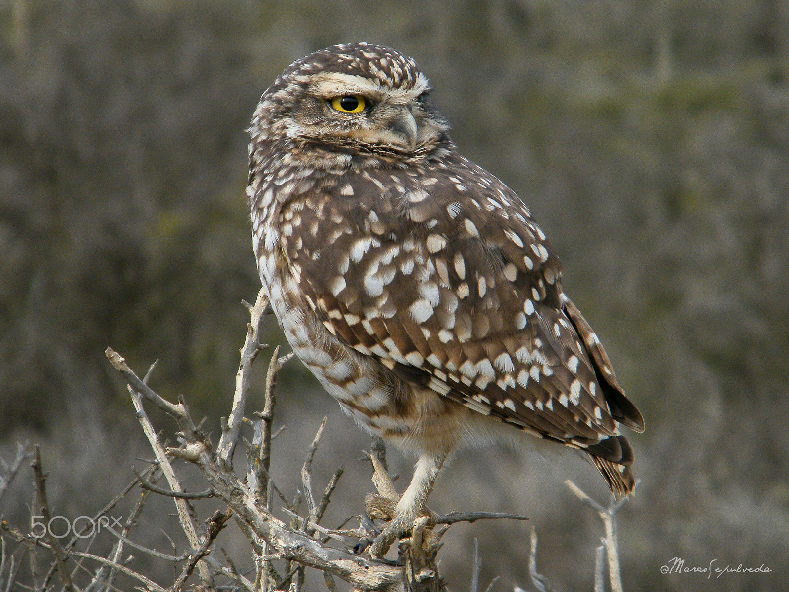 Fujifilm FinePix S2000HD sample photo. Burrowing owl in north of chile photography