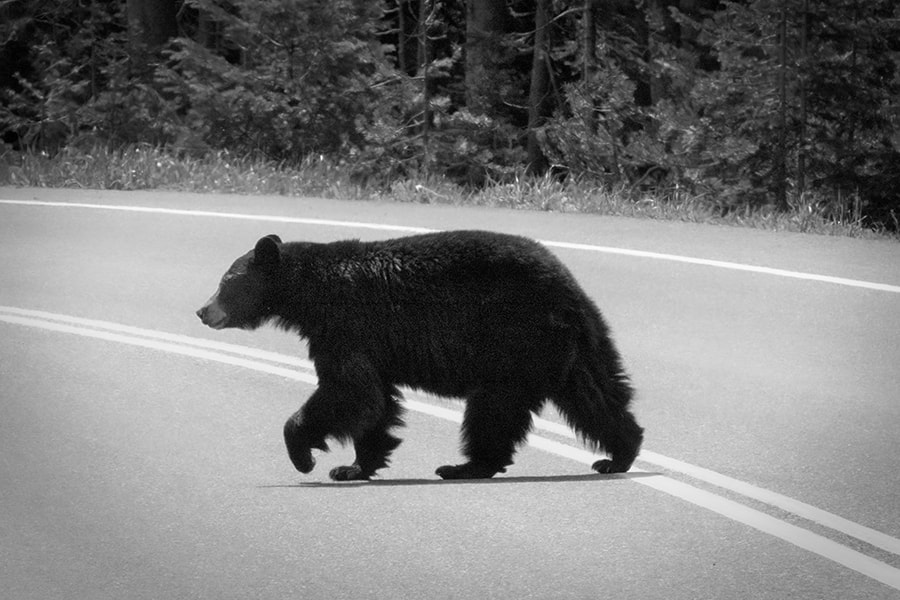 Nikon 1 V3 + VR 70-200mm f/2.8G sample photo. Black bear in grand teton photography