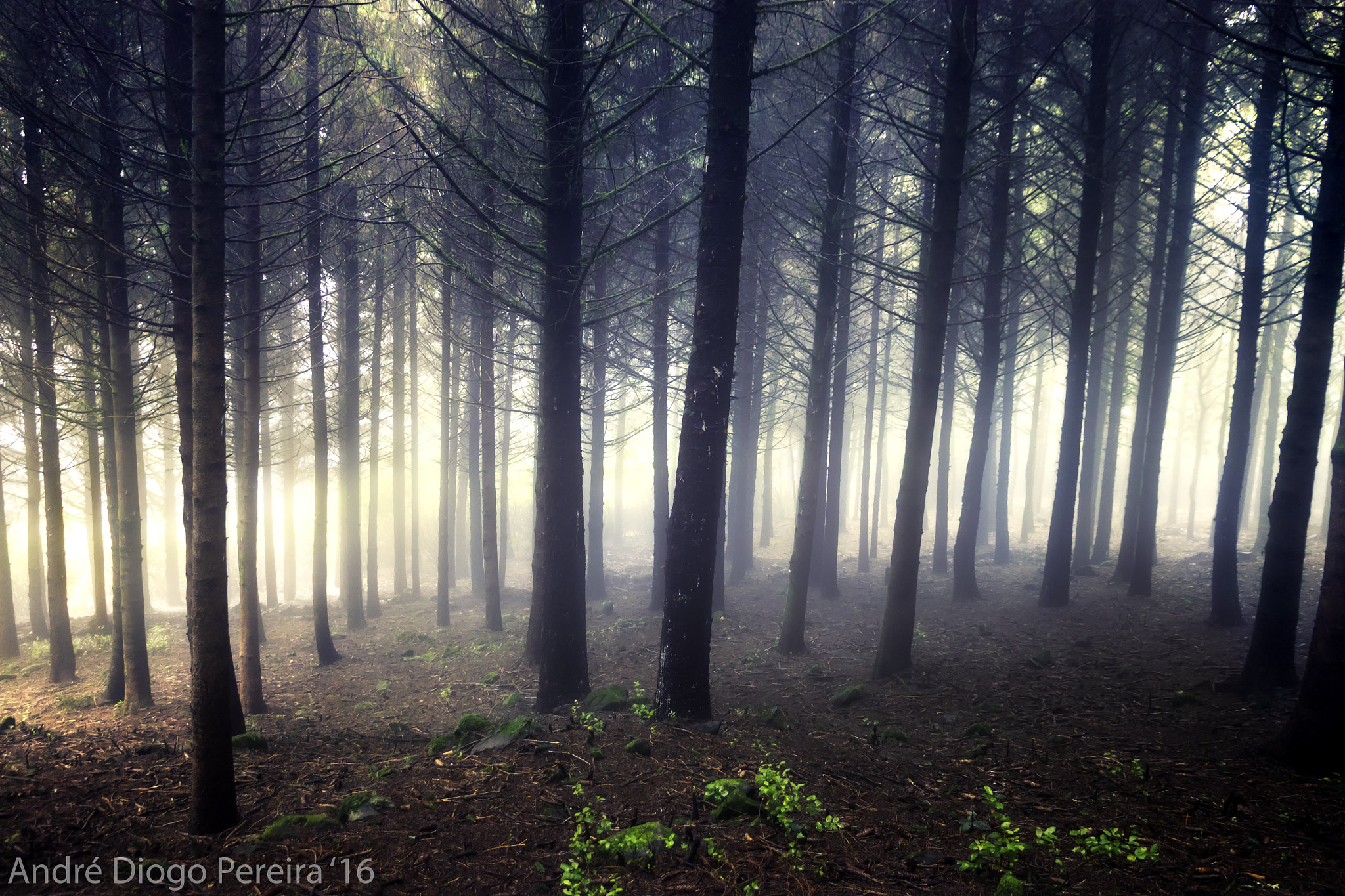 Canon EOS 500D (EOS Rebel T1i / EOS Kiss X3) sample photo. Misty forest photography