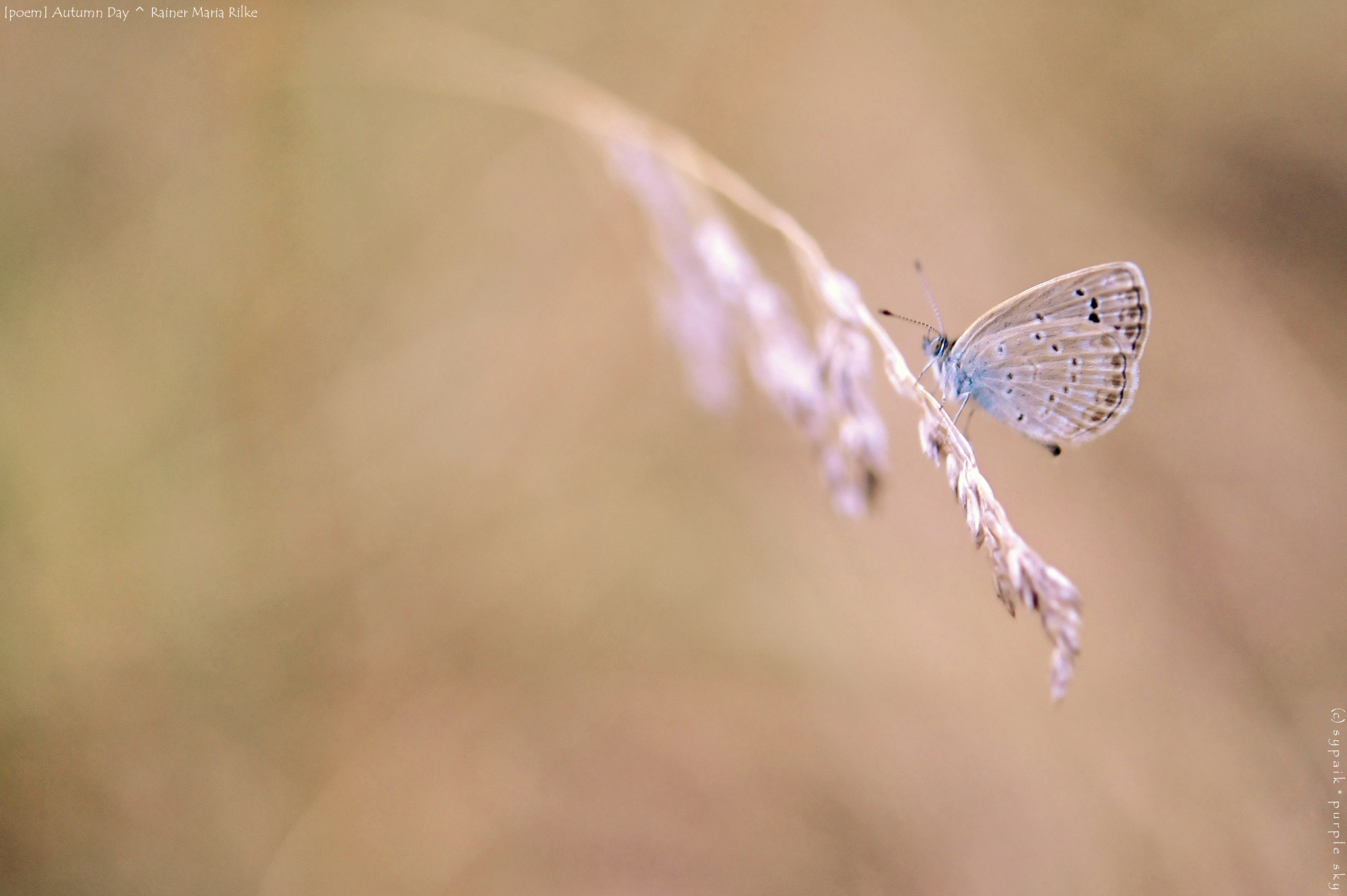 Nikon AF-S Micro-Nikkor 60mm F2.8G ED sample photo. Autumn day iii photography