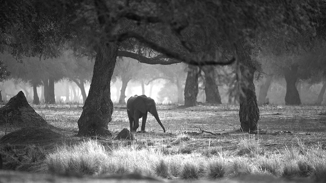 Nikon D3X + Nikon AF-S Nikkor 600mm F4G ED VR sample photo. Elephant in the mana forest photography