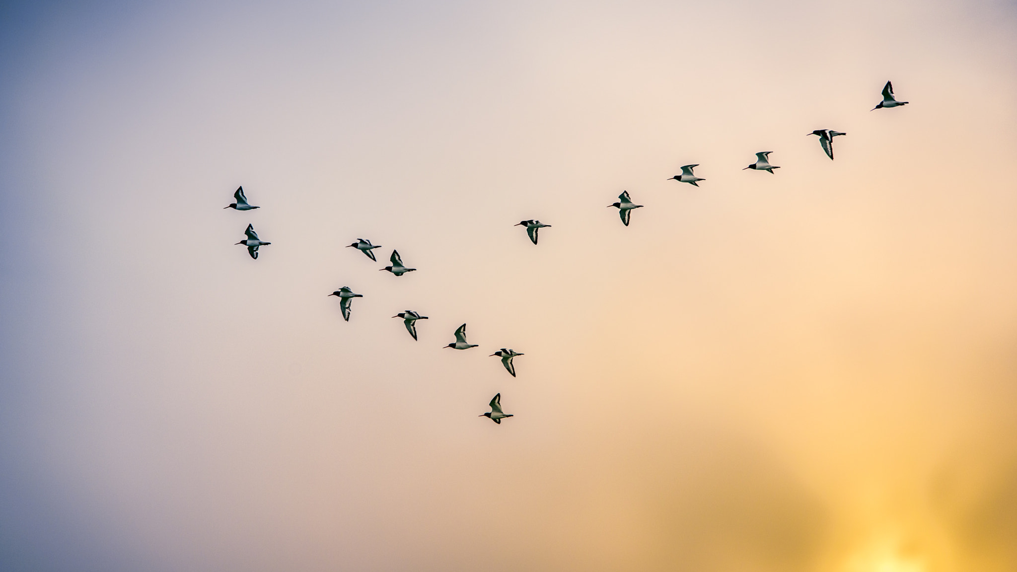Sigma 150-500mm F5-6.3 DG OS HSM sample photo. Migrating birds photography