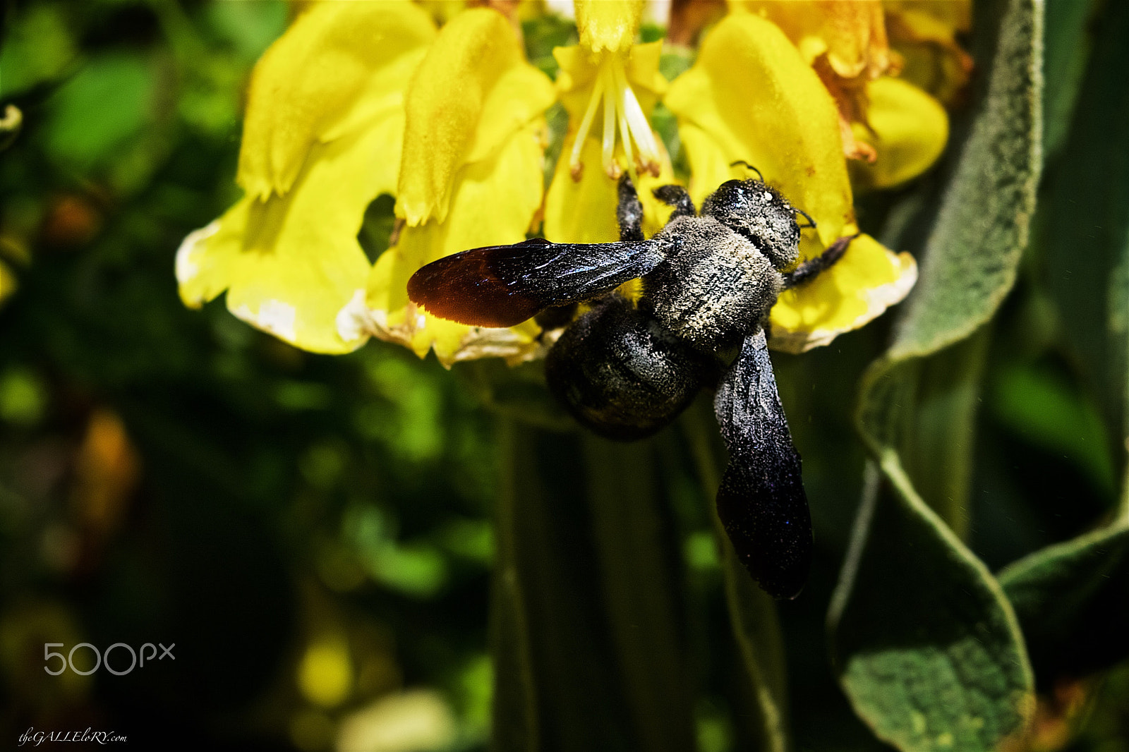 Canon EOS 40D + Canon EF 70-200mm F4L IS USM sample photo. Hornet photography