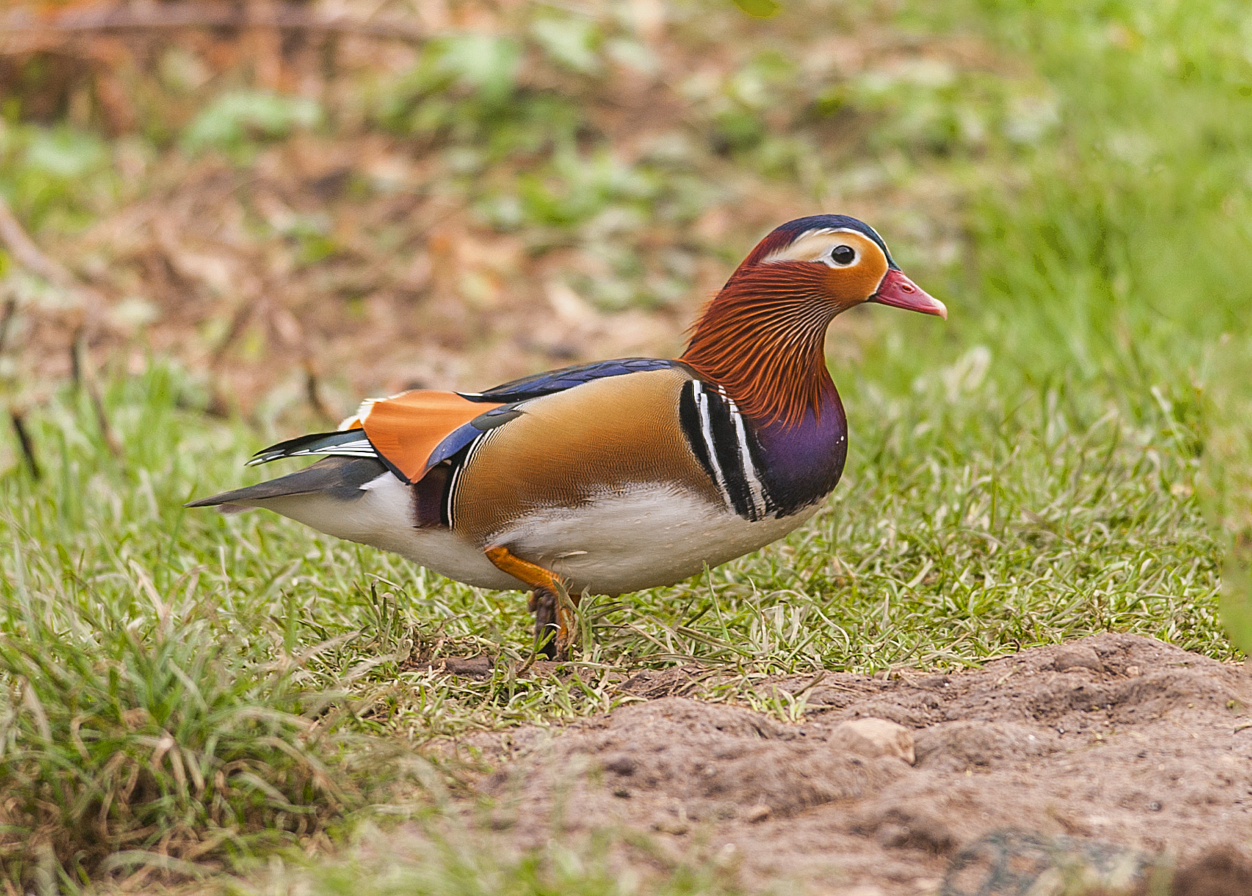 Nikon D700 sample photo. Mandarin duck photography