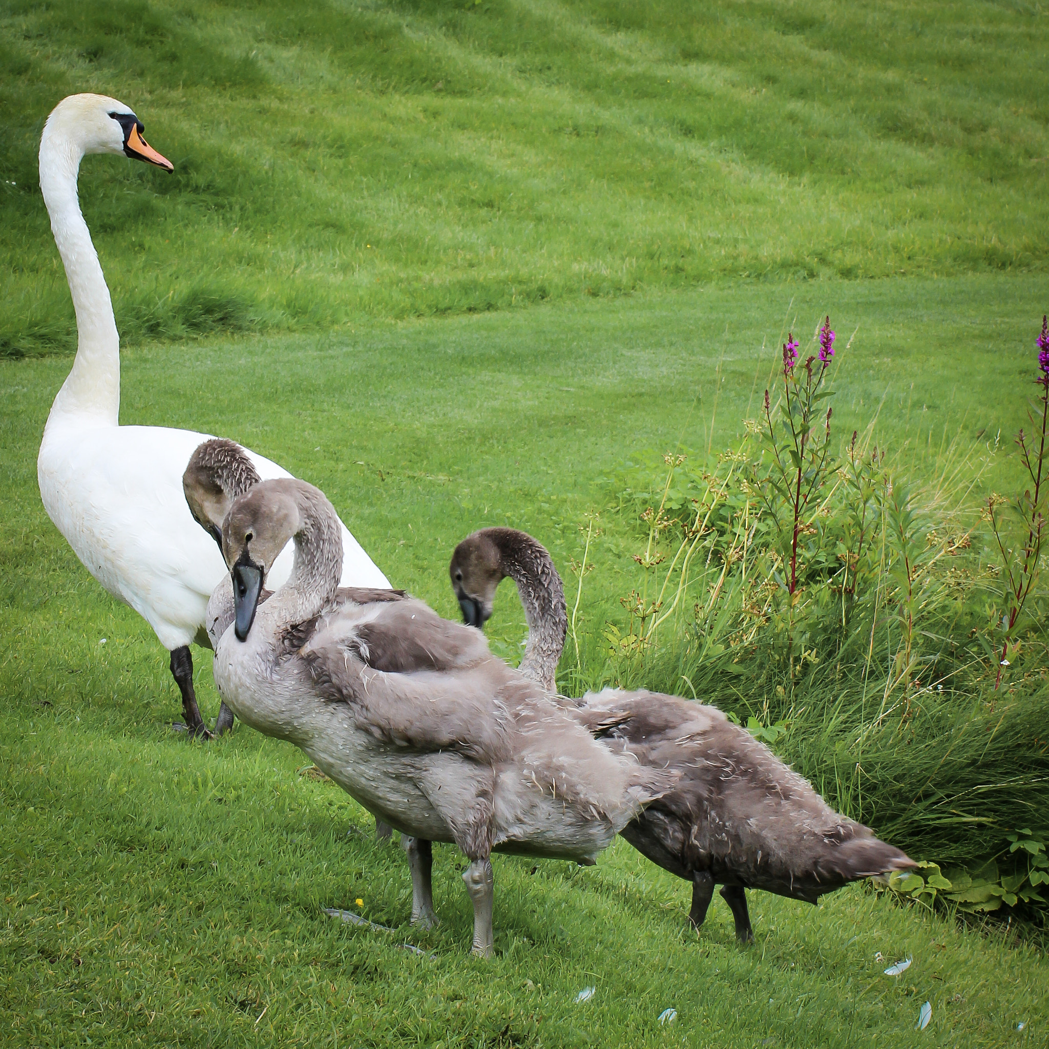 Canon EOS 600D (Rebel EOS T3i / EOS Kiss X5) + Canon EF 50mm F1.2L USM sample photo. Mother goose and family photography