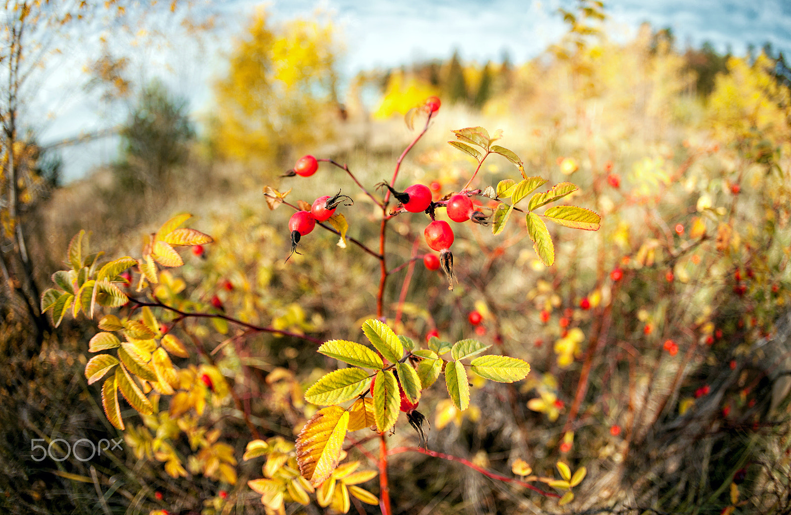Canon EF 15mm F2.8 Fisheye sample photo