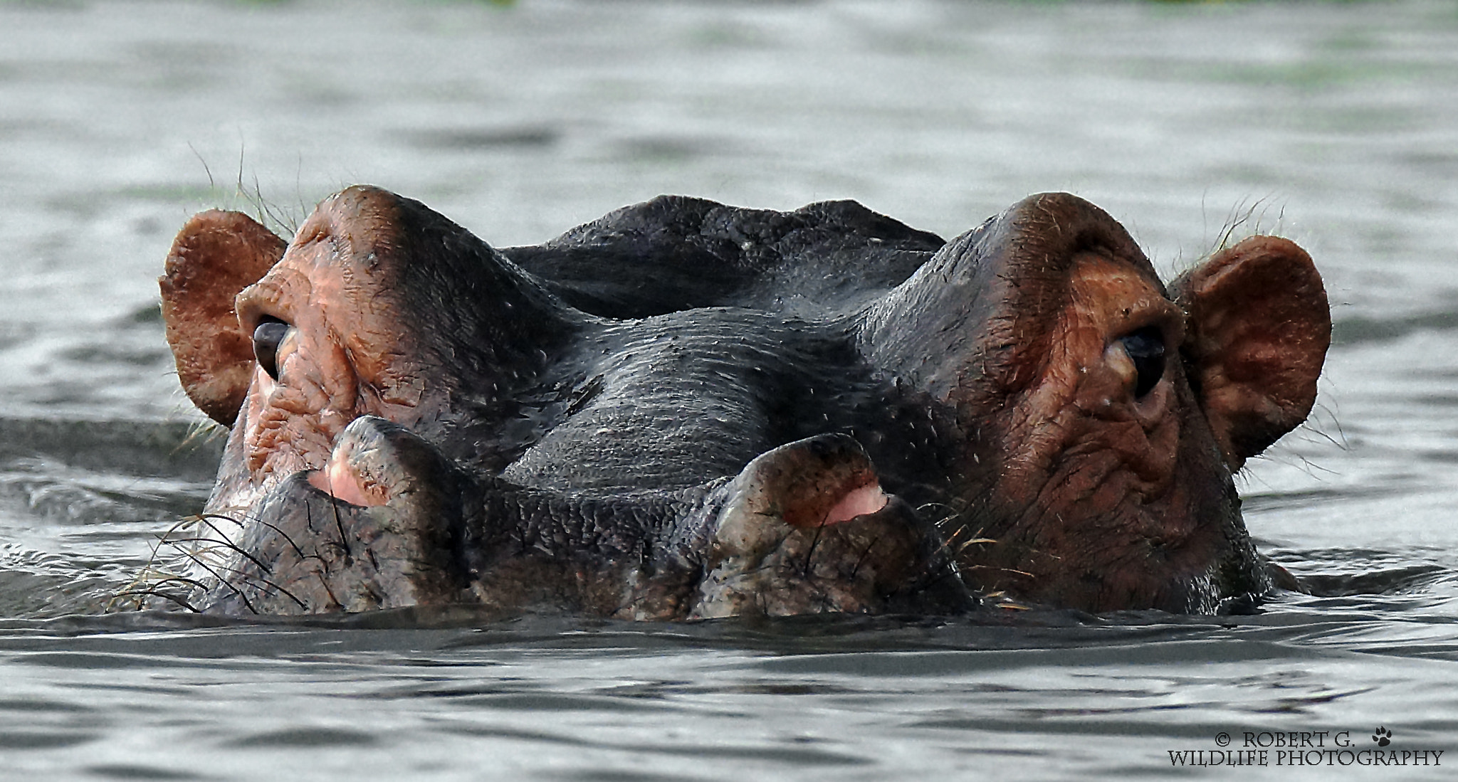 Sony SLT-A77 + Tamron SP 150-600mm F5-6.3 Di VC USD sample photo. Face to face lake naivasha 2016 photography