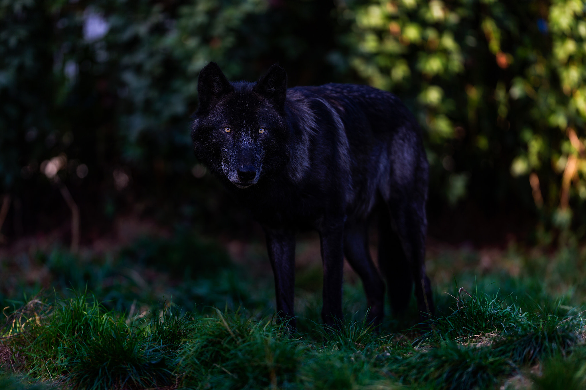 Canon EOS-1D X + Canon EF 200mm F2L IS USM sample photo. Alpha wolf.. photography