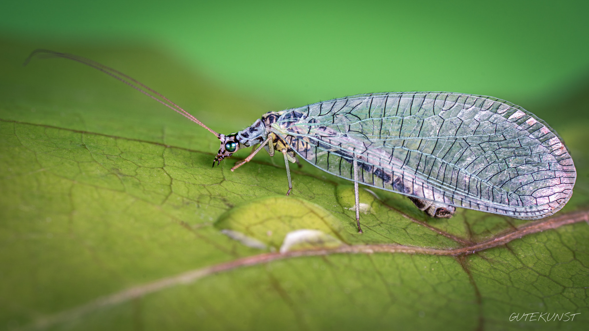 Sony ILCA-77M2 + Tamron SP AF 90mm F2.8 Di Macro sample photo. Green lacewing n°1 photography