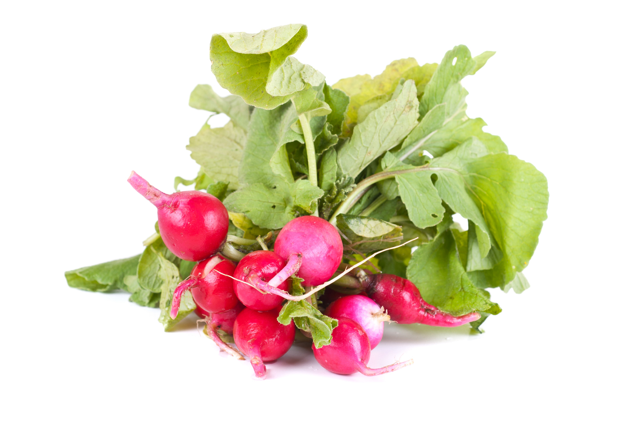 Nikon D80 + Nikon AF Micro-Nikkor 60mm F2.8D sample photo. Fresh radishes photography