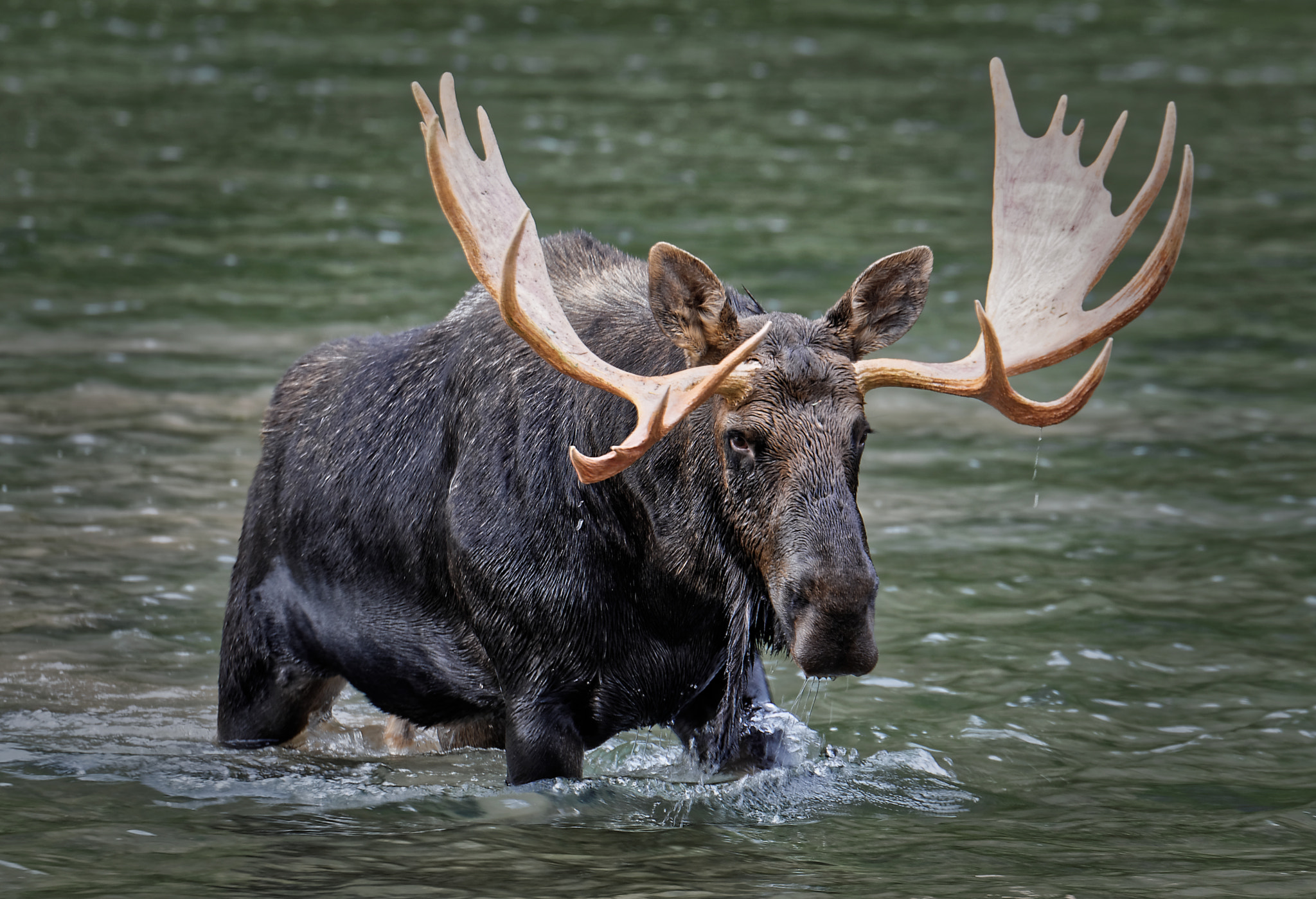 Tamron SP 70-200mm F2.8 Di VC USD sample photo. Moose - glacier national park #1 photography