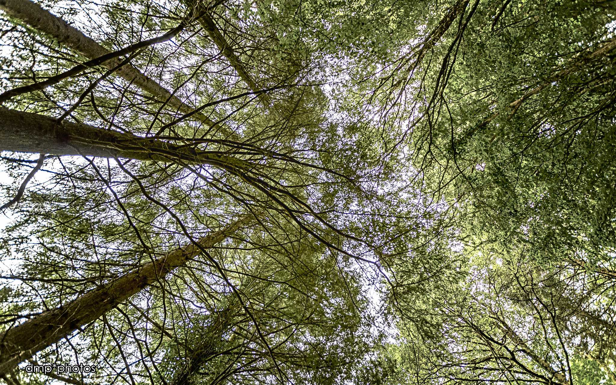 Nikon D5100 + Sigma 10-20mm F3.5 EX DC HSM sample photo. Bosque. les cammazes. photography