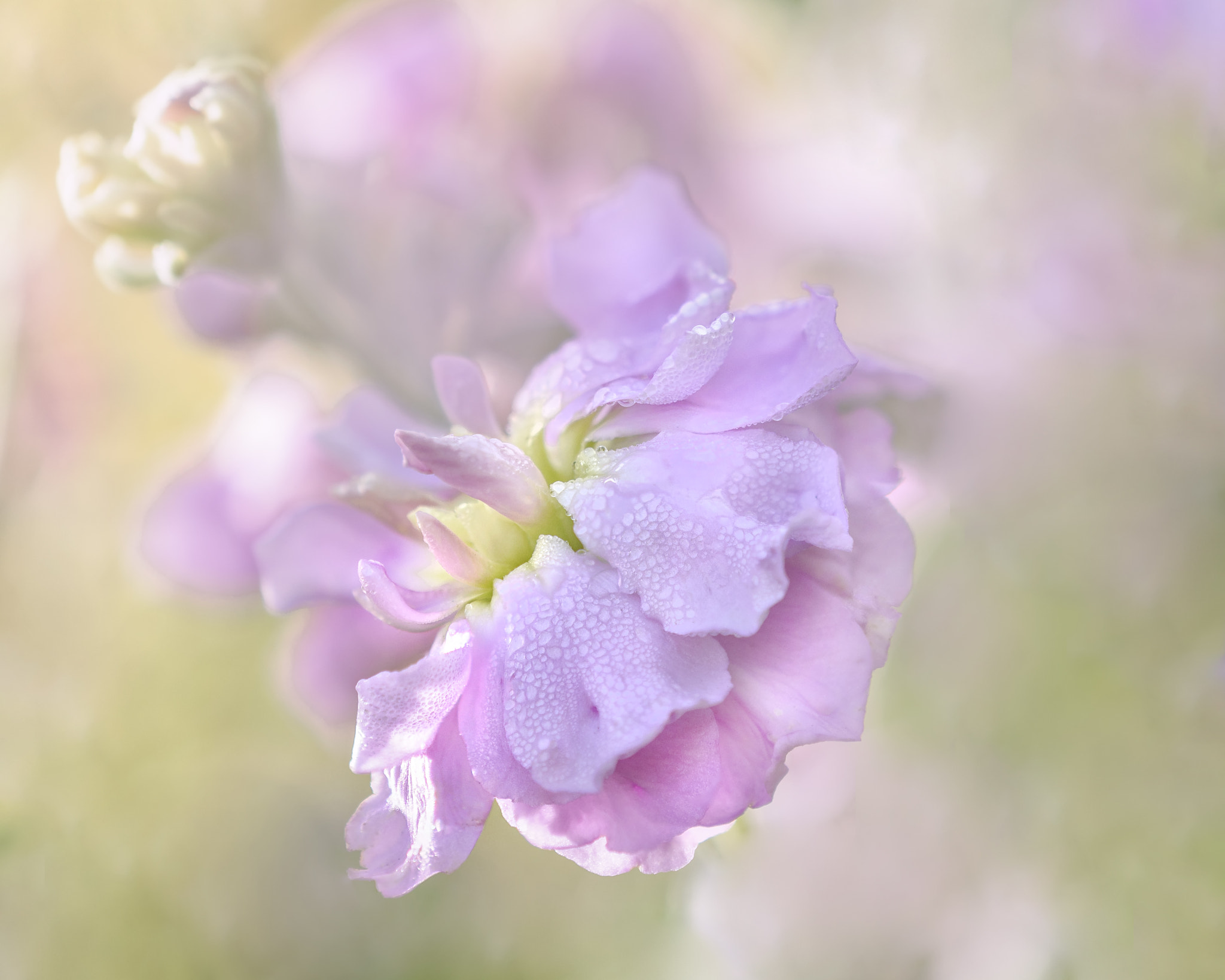 Nikon AF-S DX Micro-Nikkor 85mm F3.5G ED VR sample photo. Pink photography
