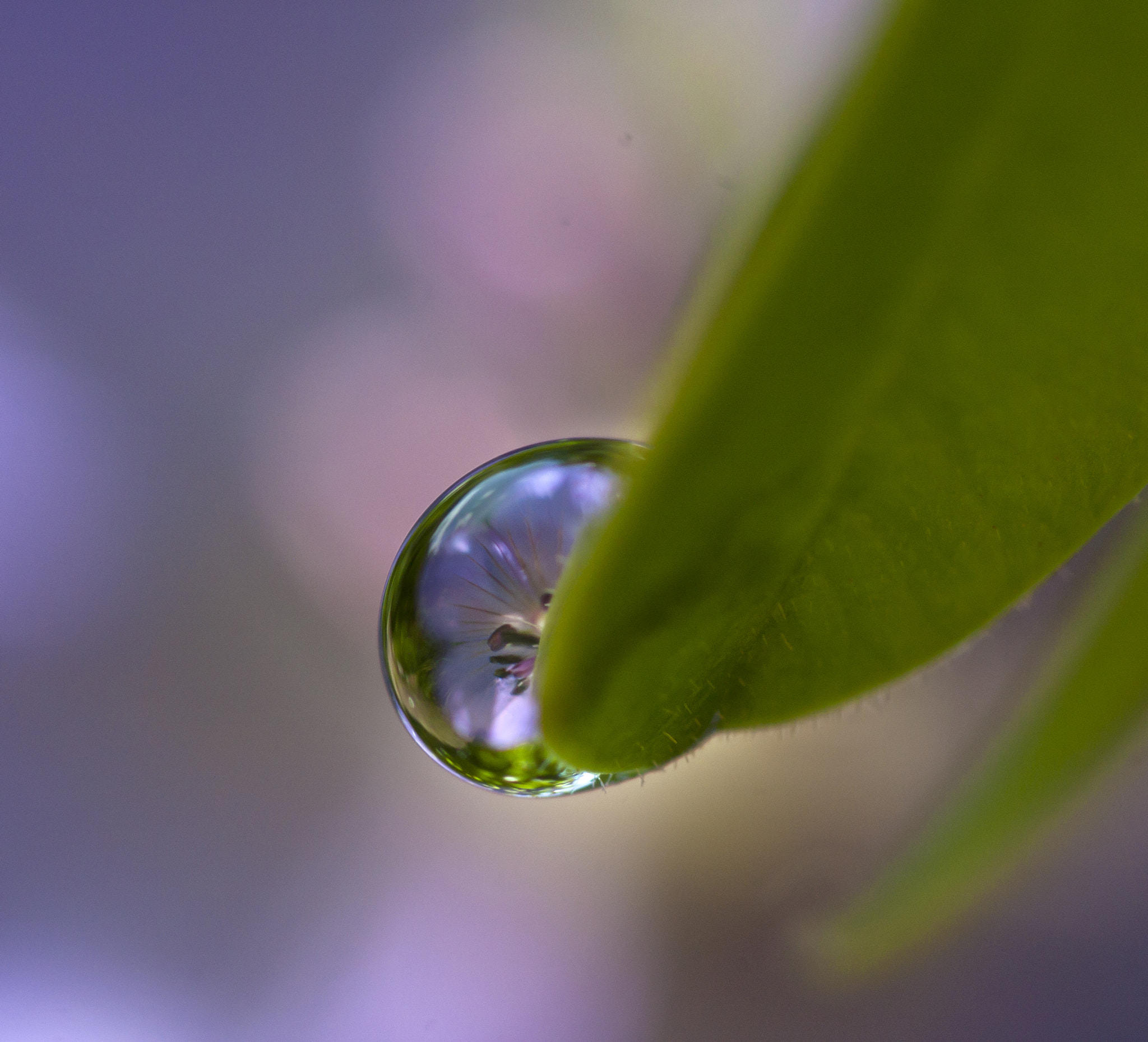 Canon EOS 450D (EOS Rebel XSi / EOS Kiss X2) + Tamron SP AF 90mm F2.8 Di Macro sample photo. Blue droplet photography