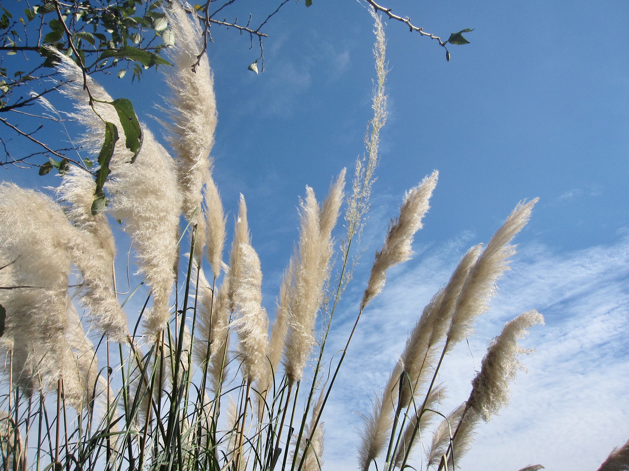 Canon PowerShot SD880 IS (Digital IXUS 870 IS / IXY Digital 920 IS) sample photo. Reeds 芦苇 photography