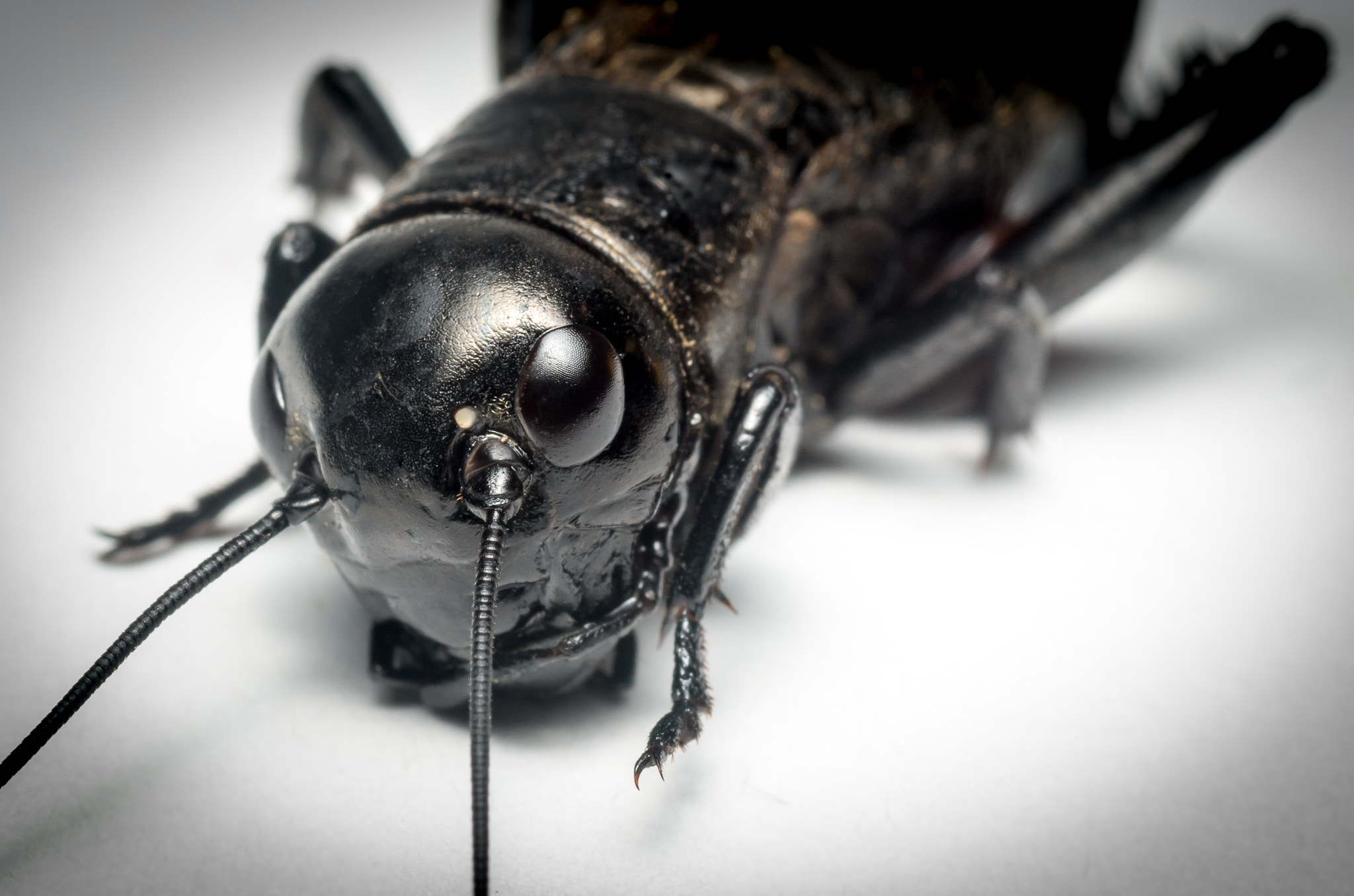 Pentax K-50 sample photo. Dead cricket photography